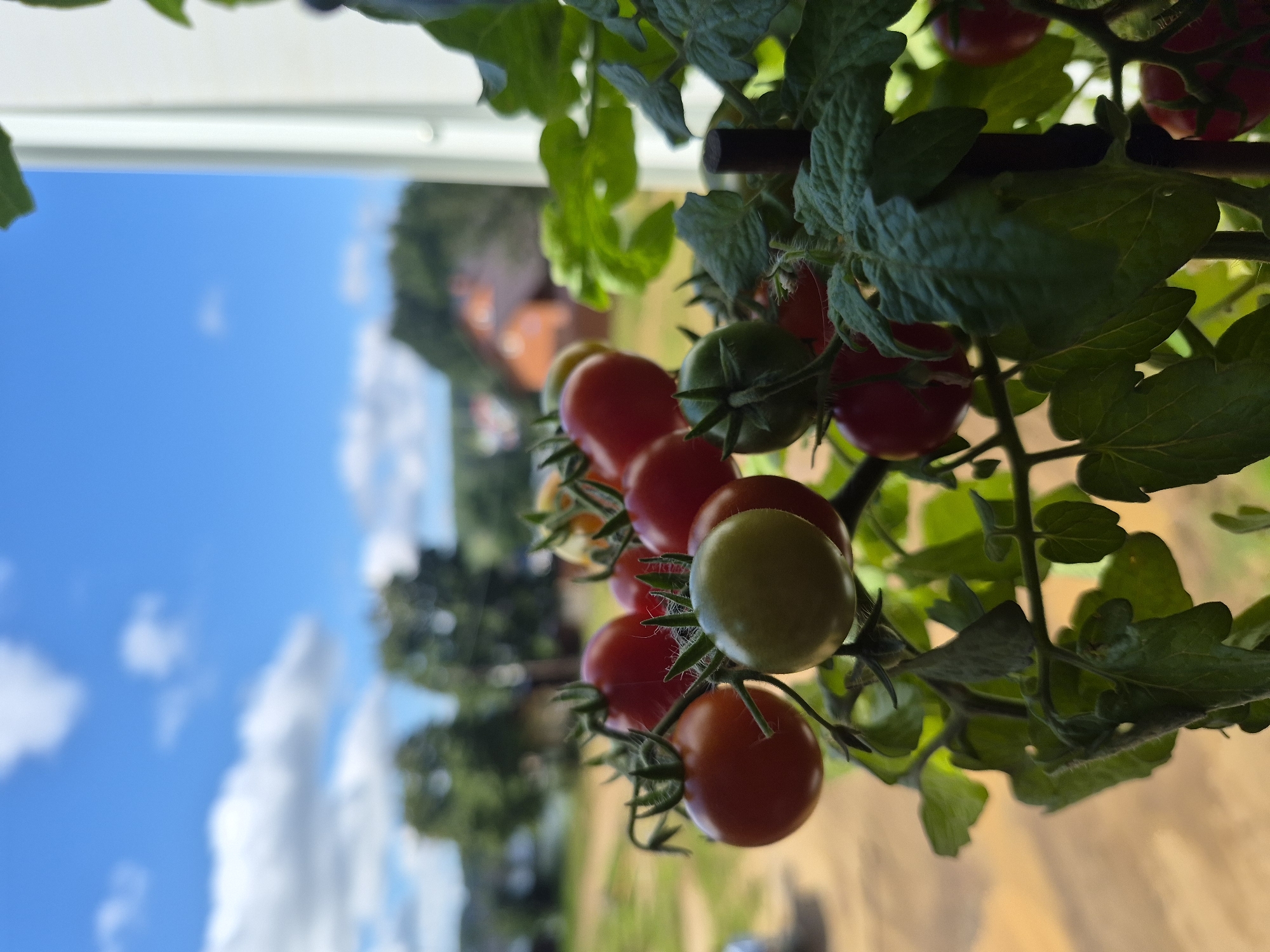 A close-up shot captures a cluster of ripe and ripening cherry tomatoes on the vine, set against a blurred background of a bright blue sky with scattered white clouds and a hint of green trees and houses. The tomatoes range in color from deep red to a lighter green, with a few still developing on the branch. The leaves of the tomato plant are a vibrant green, and the texture of the vine and the fuzzy stems of the tomatoes are visible. The scene suggests an outdoor setting, possibly a balcony or garden, with natural light illuminating the subjects. The overall impression is one of fresh produce and a pleasant, sunny day.