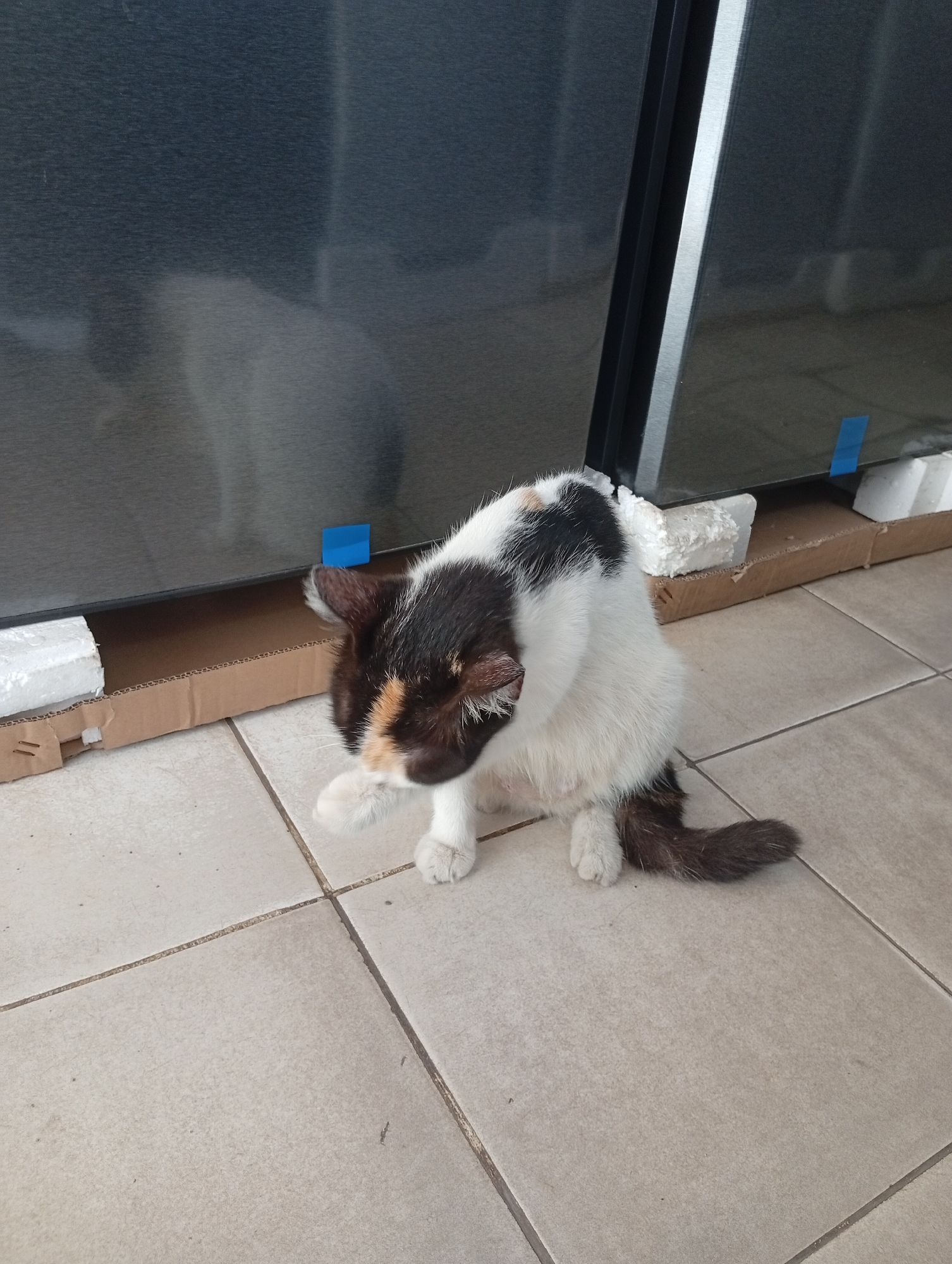 A calico cat is grooming its paw while sitting on a tiled floor in front of a large, dark appliance that appears to be a refrigerator or washing machine. The appliance has a metallic finish and is partially obscured by cardboard packaging and white foam supports. The scene takes place indoors, likely in a residential or commercial setting, with the tiled flooring suggesting a kitchen, laundry area, or a similar space. The cat is white with black and orange patches, and its tail is also multi-colored. The background shows the reflective surface of the appliance, with some hints of a blurry, lighter-colored shape that might be a reflection or another object. Blue tape is visible on the appliance. The overall impression is one of everyday life, with a domestic animal interacting with its surroundings. This scene could be found in various urban environments, including Batam, Indonesia, where such appliances and domestic animals are common.