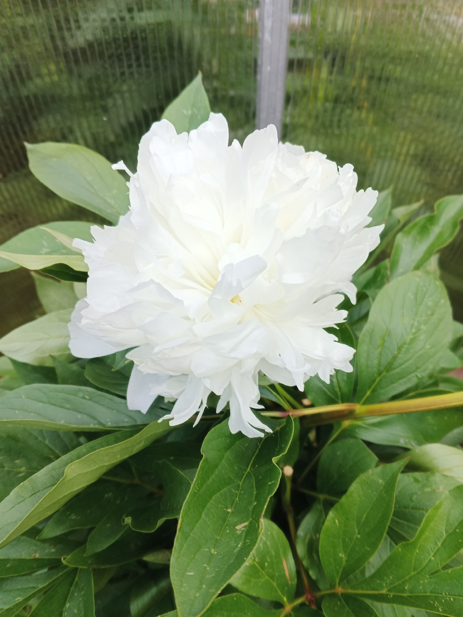A white peony in bloom is the subject of this close-up, medium shot image. The flower's petals are layered and textured, filling the upper center of the frame. Lush green leaves surround the peony, some in sharp focus and others slightly blurred. In the background, a blurred greenhouse structure with a metal support post is visible. The image appears to have been taken outdoors, likely in a garden or greenhouse setting in the city of Suvorov, Russia.