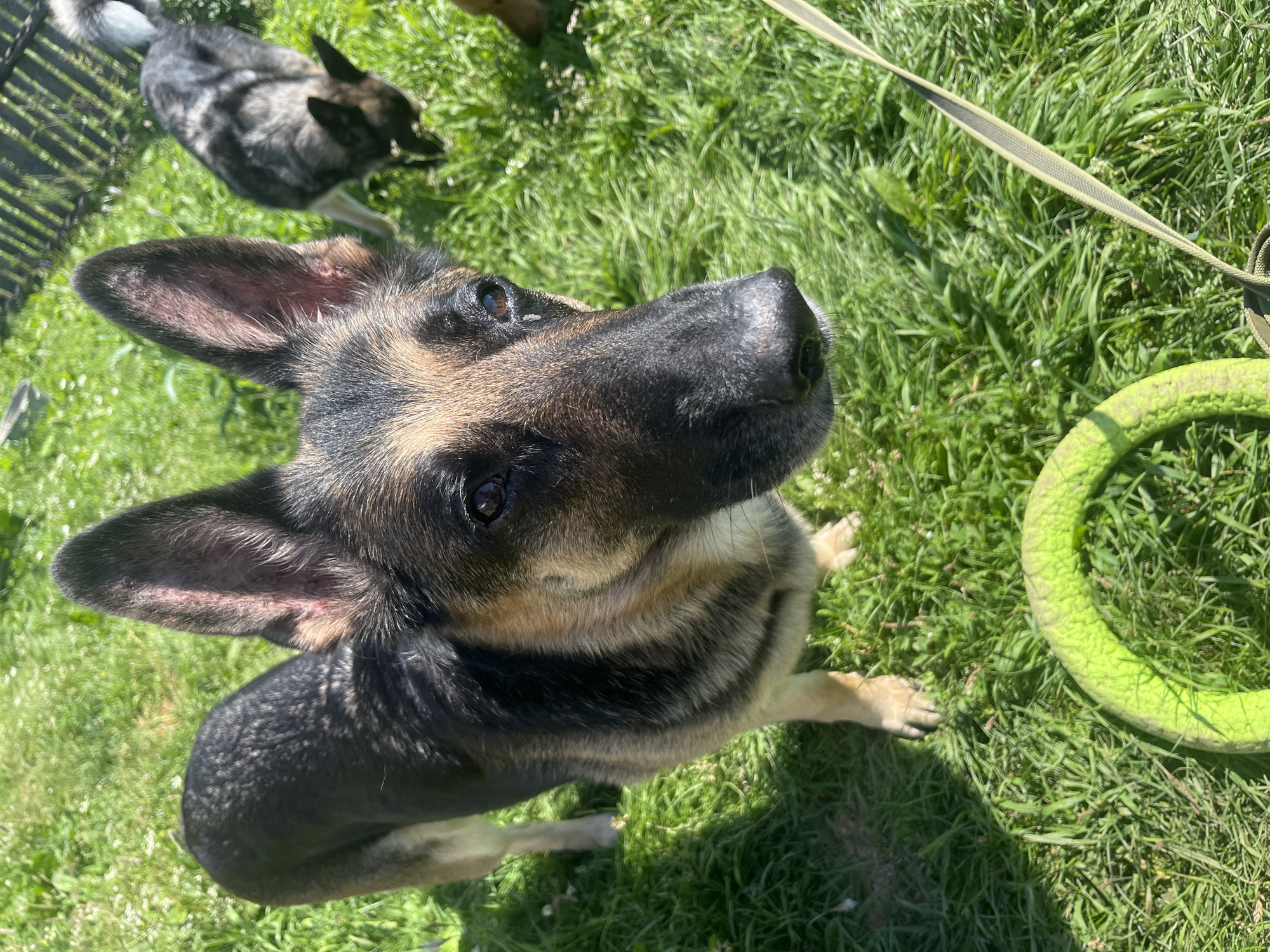 In an outdoor grassy area, a German Shepherd dog stands in the foreground, looking towards the camera. The dog has tan and black fur, with prominent ears and dark eyes. A bright green ring toy lies on the grass near the dog's paws, and a leash extends into the lower right corner of the frame. In the background, another dog with grey and black fur is visible, sniffing the ground. A wooden fence and some green foliage are also present in the background. The overall scene suggests a dog park or a backyard. There is no indication of the specific location within the city of Nizhny Tagil, Russia.