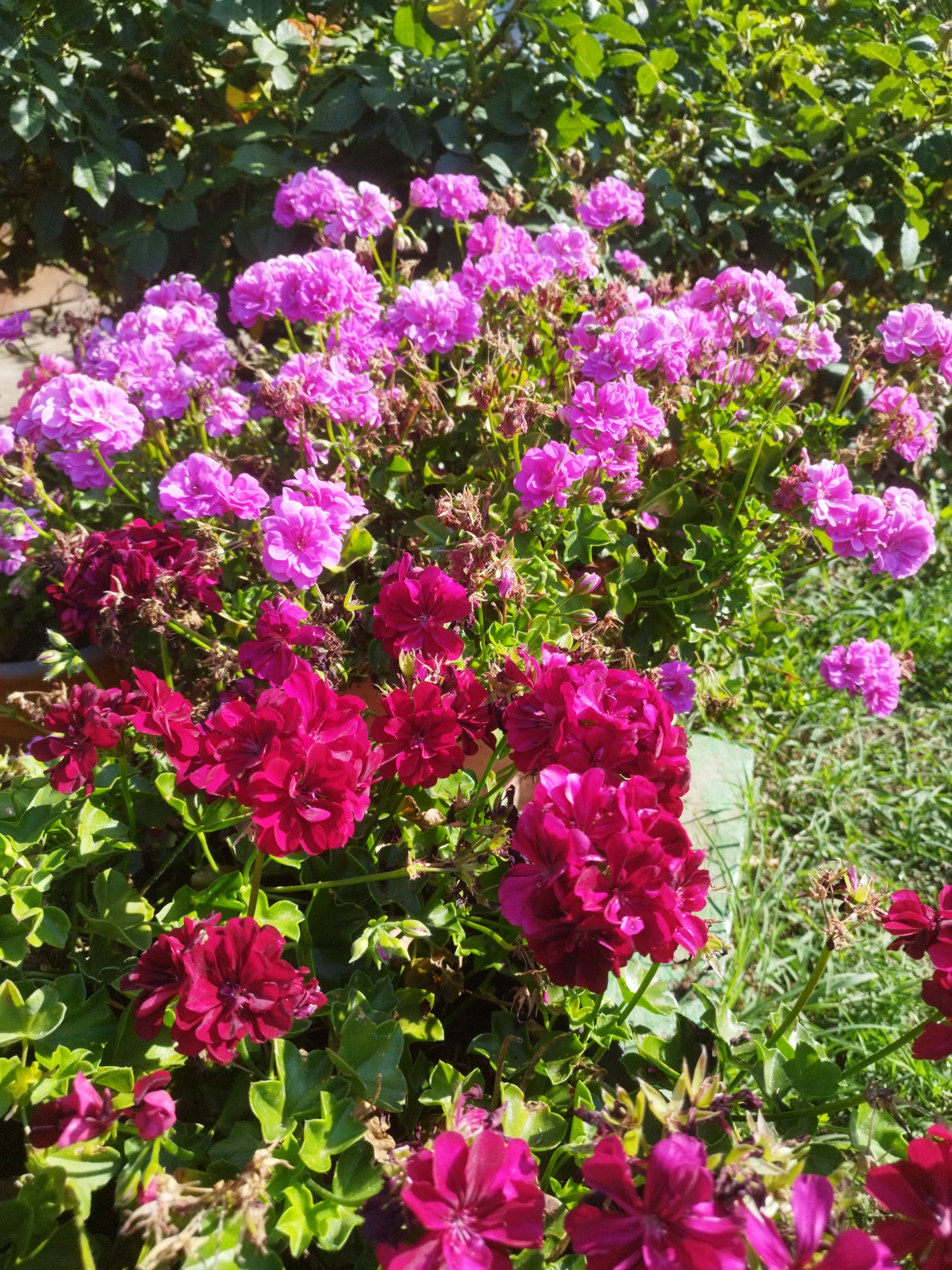 In Bucharest, Romania, a close-up view captures a cluster of vibrant flowers bathed in bright sunlight. The foreground is dominated by deep magenta geraniums, their densely petaled blossoms displaying a velvety texture. Behind them, a layer of lighter pink geraniums forms a softer backdrop, their more delicate blooms creating a gentle contrast. The flowers are arranged in a garden setting, with lush green foliage providing a verdant base. In the upper portion of the image, the leaves of a rose bush are visible, adding another element of greenery to the scene. The overall impression is one of abundant natural beauty, with the rich colors of the flowers set against the backdrop of a sunny day.