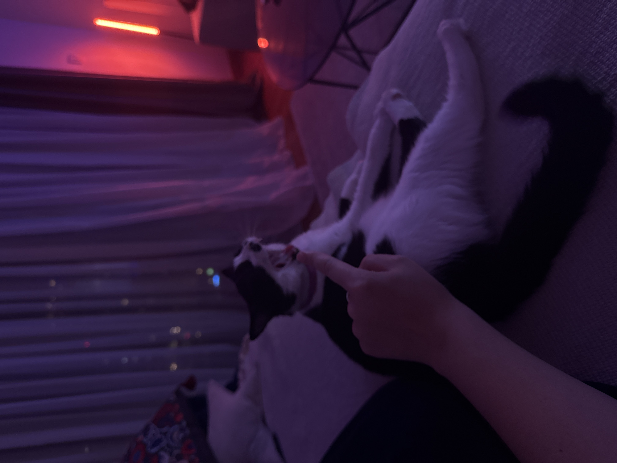 A black and white cat lies on a light-colored sofa. A human hand is pointing at the cat. The location appears to be indoors, near a window with visible city lights, potentially in Belgrade, Serbia. The lighting is primarily blue and red.