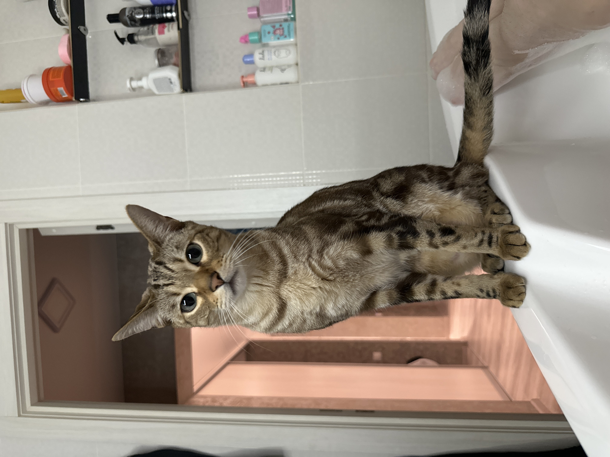 A tabby cat with brown and black stripes and light-colored eyes sits on the rim of a white bathtub in a bathroom located in a private residence in the city of Chaikovsky, Russia. The cat's front paws are on the tub rim, and its tail extends into the foamy water of the tub, brushing against the lower leg and foot of a person who is partially visible bathing. The cat is looking directly forward, towards the viewer. The bathroom features white tiled walls and a black wall-mounted shelf unit on the right, holding various bath products, including orange, white, and yellow containers, and bottles of shampoo or lotion. An open doorway in the background reveals a corridor with light pink walls and a light-colored wooden floor, leading to other rooms. A square ceiling light fixture is visible through the doorway.