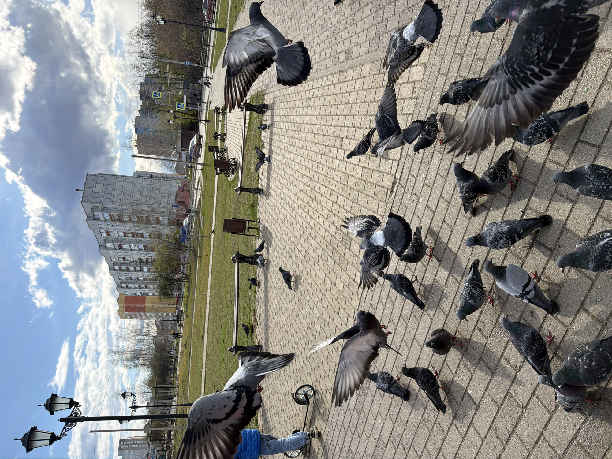 The image captures a lively outdoor scene in Chaikovsky, Russia, filled with numerous pigeons on a paved path. The perspective is slightly elevated, looking down at the ground and across a park area.
The foreground and mid-ground are dominated by many pigeons, some caught in various stages of flight with wings widely spread, while others stand or walk on the light-colored, brick-patterned path. Their grey and white plumage, often with iridescent neck feathers, is clearly visible. The dynamic motion of the birds, particularly those in flight, adds energy to the scene.
In the lower left quadrant, partially obscured by flying pigeons, a person is visible from the waist down, wearing blue jeans and a blue top, pushing a small scooter. Adjacent to the paved area, a grassy strip features several empty park benches, traditional black lampposts with multiple luminaires, and a trash can.
The background reveals a typical urban setting under a bright, partly cloudy sky. Large, fluffy white clouds are scattered across a clear blue sky. Several multi-story residential buildings, varying in color and height, line the horizon. Bare trees, indicating either late winter or early spring, run along the park. Yellow, diamond-shaped pedestrian crossing signs, depicting a black pedestrian figure, are visible in the distance, alongside some parked cars.
The scene takes place during daylight hours, suggested by the bright illumination and clear shadows. The overall impression is one of an active public park or plaza, bustling with avian life and human presence.