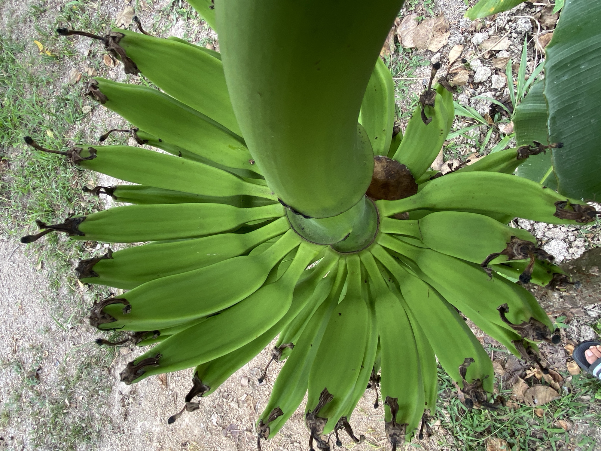 The image, apparently taken in Los Velásquez, Venezuela, depicts a bunch of unripe, green bananas hanging from a banana tree. The bananas are arranged in tiers around the thick, green stem, with the stem positioned in the center of the frame. The tips of the bananas have dried, brown remains of flowers. The bananas are surrounded by a mixture of dirt, gravel, and sparse green vegetation. A partially visible right foot wearing a sandal is visible on the right side of the frame.
