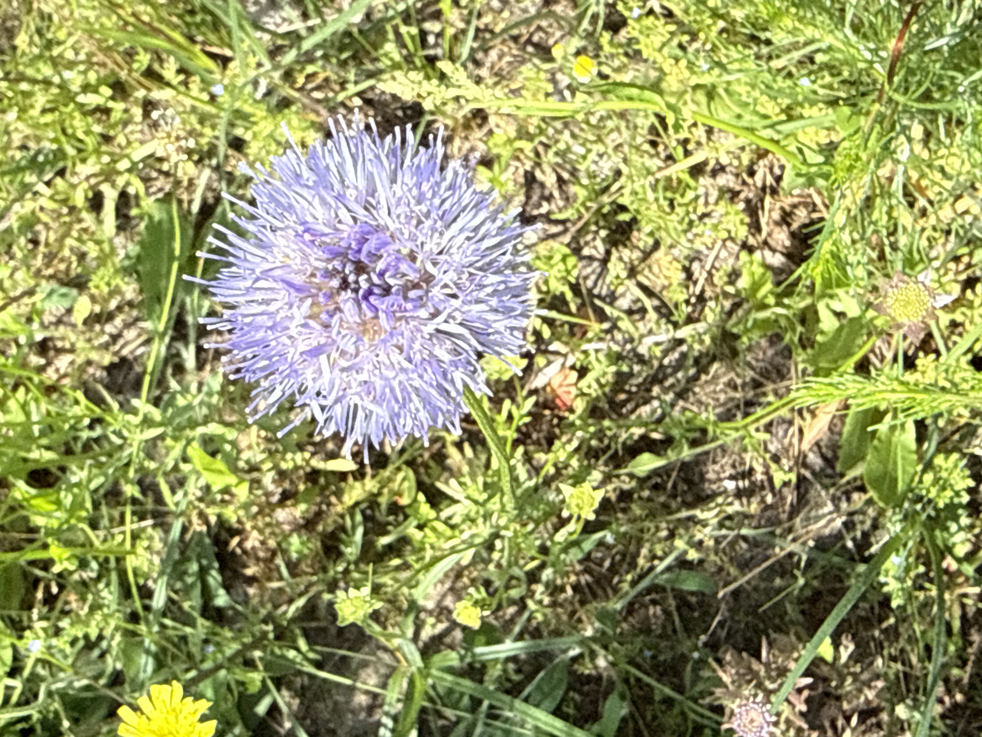 A close-up, high-angle shot captures a vibrant purple flower, its petals radiating outwards in a starburst pattern, amidst a field of lush green grass and other small wildflowers. The flower is the focal point, with its delicate, spiky petals and intricate center. The background is a blur of green, suggesting a natural, outdoor environment, possibly a meadow or park. The lighting is bright, indicating it's daytime, casting soft shadows on the ground. The image evokes a sense of tranquility and the beauty of nature. The flower is likely a species of thistle or knapweed. The overall scene is serene, with the focus on the delicate details of the bloom.