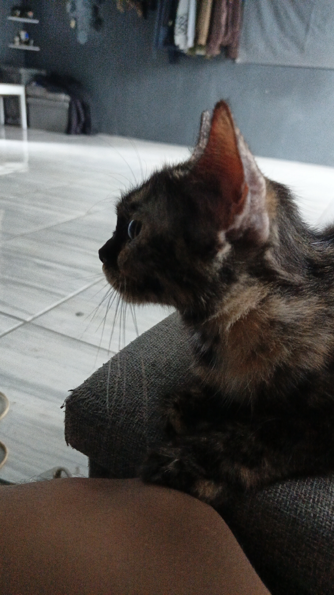 A close-up, side-profile shot captures a tortoiseshell kitten from the chest up, resting on a textured gray cushion. The kitten's fur exhibits a mottled pattern of black, brown, and ginger. Its bright blue eyes are focused intently to the left of the frame, and its pointed ears are alert. The background is softly blurred, revealing a tiled floor and a gray wall with hanging clothes. The image is taken indoors, likely in a residential setting within Tigaraksa, Indonesia. The lighting is dim, with the focus on the kitten.