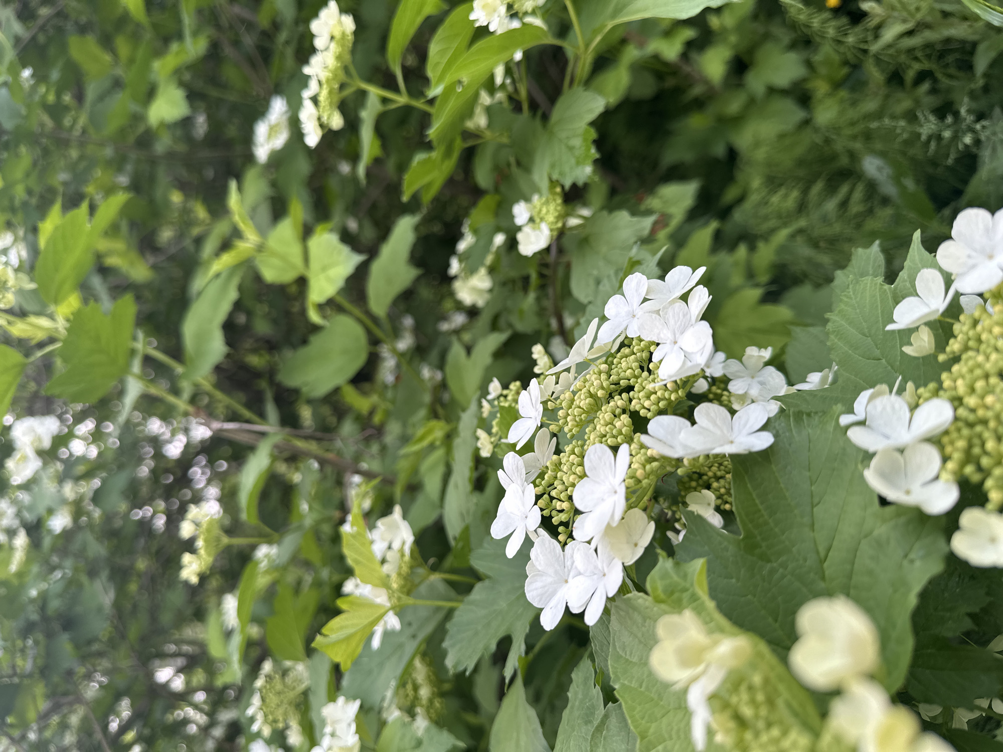 The image shows a close-up of a flowering plant with white blooms clustered among green leaves. The plant appears to be growing outdoors. The location, слобода Старая, Russia, is provided as contextual information, though not visually verifiable in the image itself.
