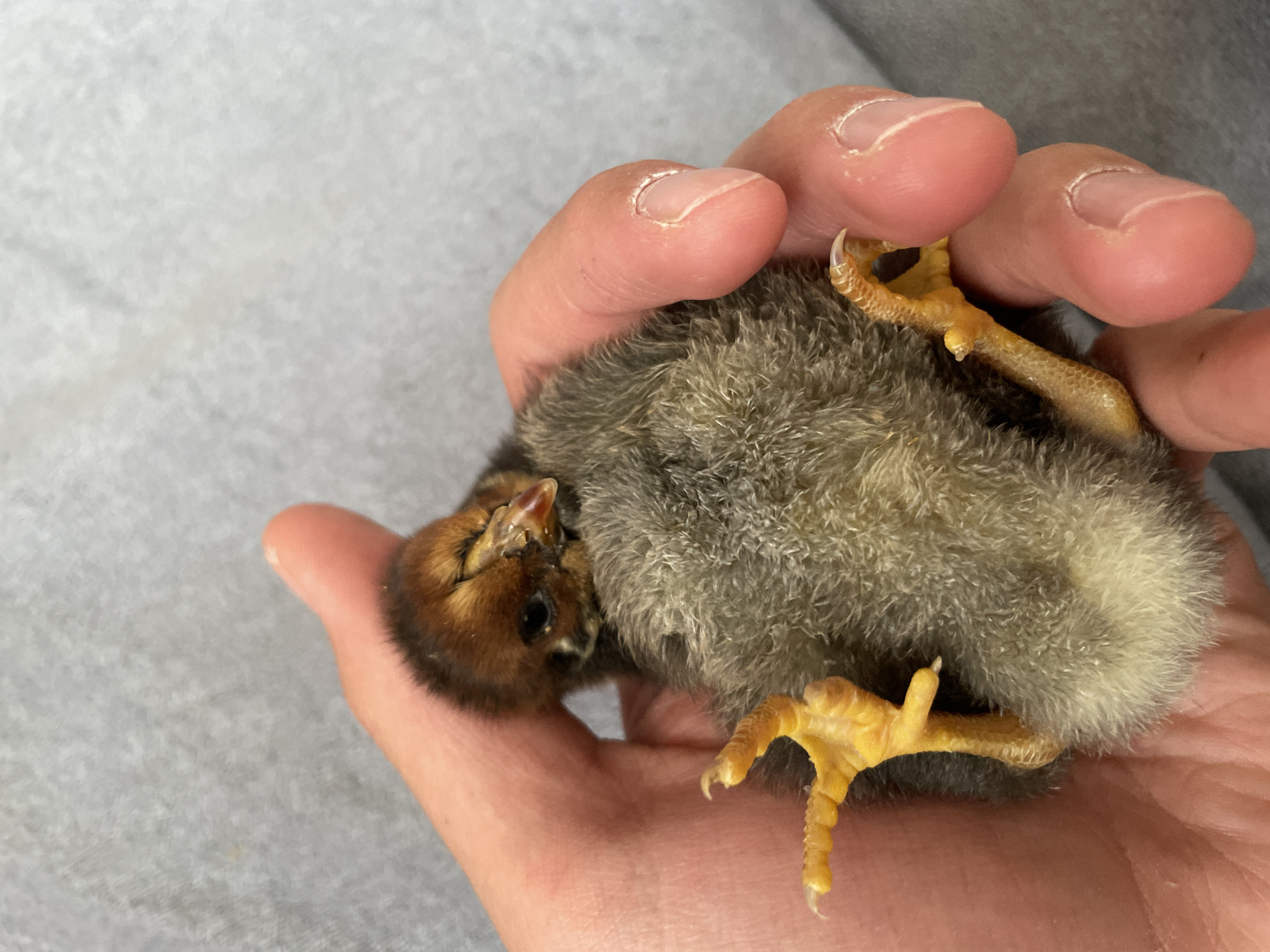 An overhead shot captures a human hand gently holding a small chick, which appears to be on its back or side. The chick has soft, fluffy down feathers, predominantly grey and brown on its body, with lighter, almost yellowish-white underparts and around its face. Its head is visible on the left, showing a small dark eye and a tiny, light-colored beak. Its delicate, scaled legs and feet, a vibrant yellow color with sharp, small claws, are extended upwards, resting against the fingers. The hand cradling the chick has visible knuckles and fingernails, suggesting an adult's hand. The background is a soft, light grey fabric or surface, out of focus, providing a muted backdrop for the main subjects. The image conveys a moment of careful handling of a young animal. No specific time of day, weather, or visible text is discernible from the image itself. The provided location context is Zlatograd, Bulgaria.