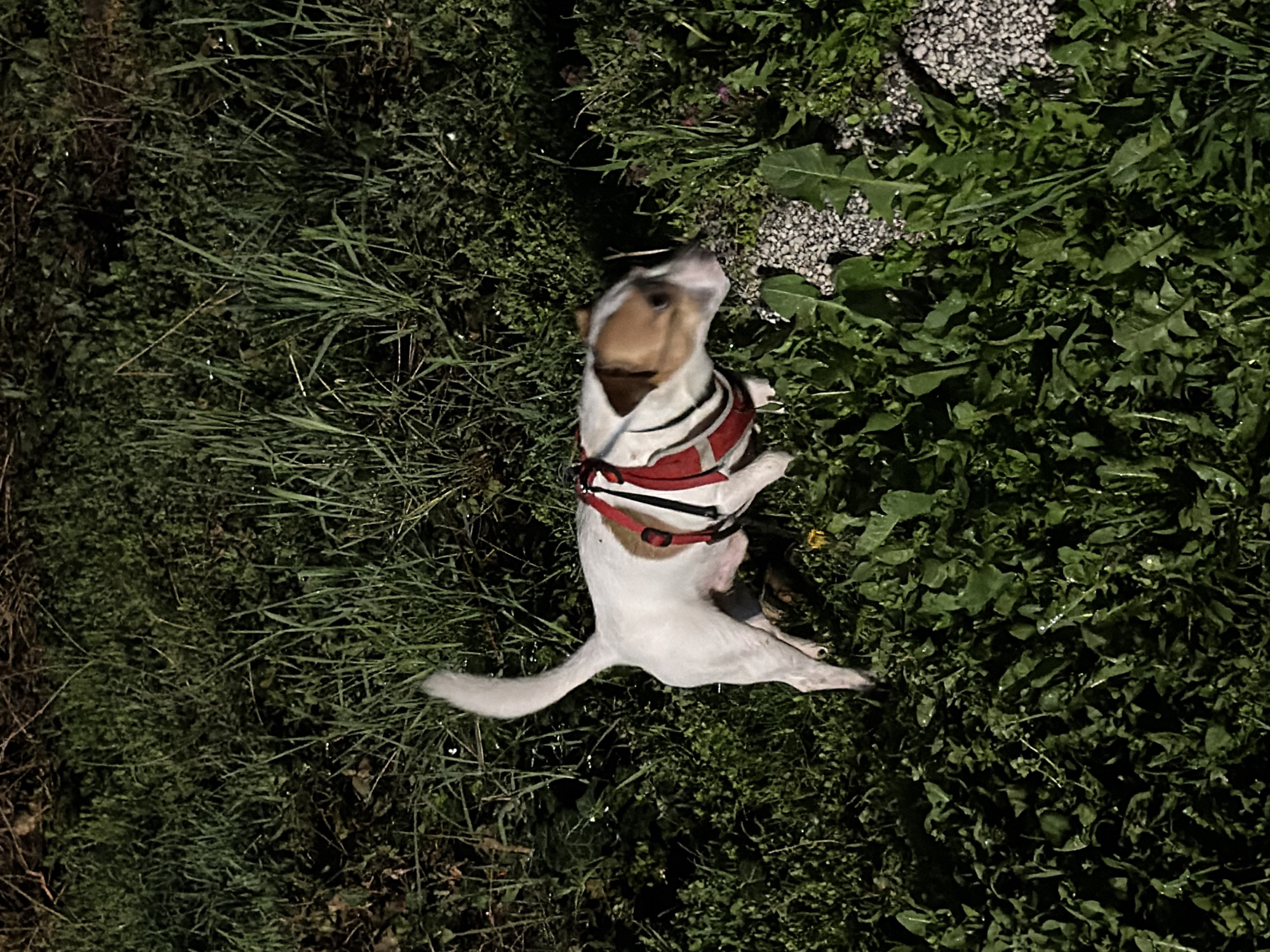 The image shows a small, white dog with tan markings on its head, wearing a red and black harness. It is lying on its back in a grassy area. The grass is varied, with some blades longer and some consisting of broad-leafed plants, possibly dandelions. The lighting suggests it is night. The scene appears to be outdoors, with the dog positioned between grassy areas and a patch of small, light-colored stones or pebbles. I have no information to indicate a location in the city of Sofia, Bulgaria.