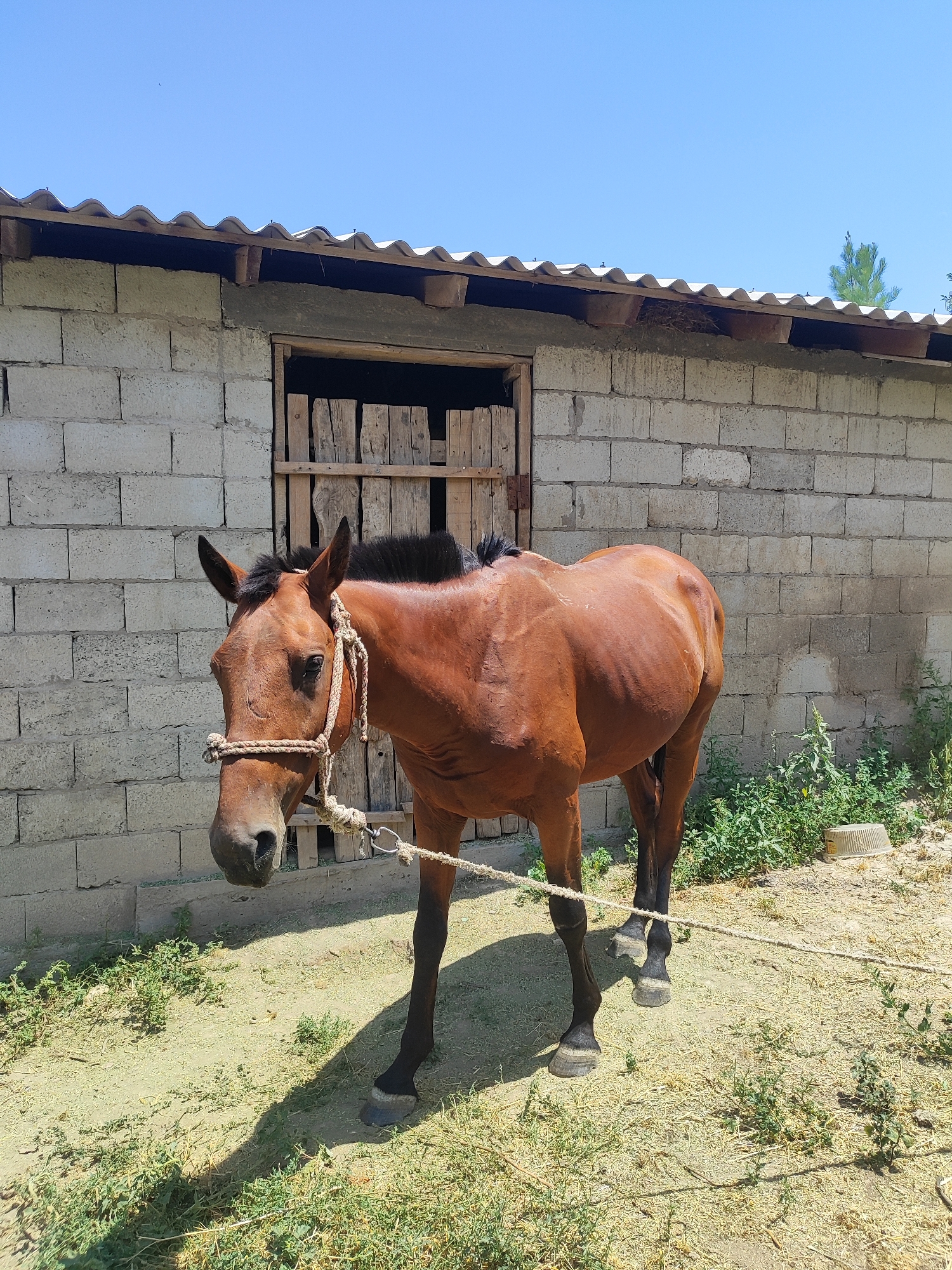 A brown horse is tethered to a rope in front of a simple building constructed of grey cinder blocks with a corrugated metal roof. The building has a wooden door that is partially open, revealing vertical wooden planks. The horse is facing left and has a rope halter on its head. The ground is covered in dry grass and dirt, and there are some green plants growing around the building. The sky is clear and blue. The scene appears to be in a rural or semi-rural area.