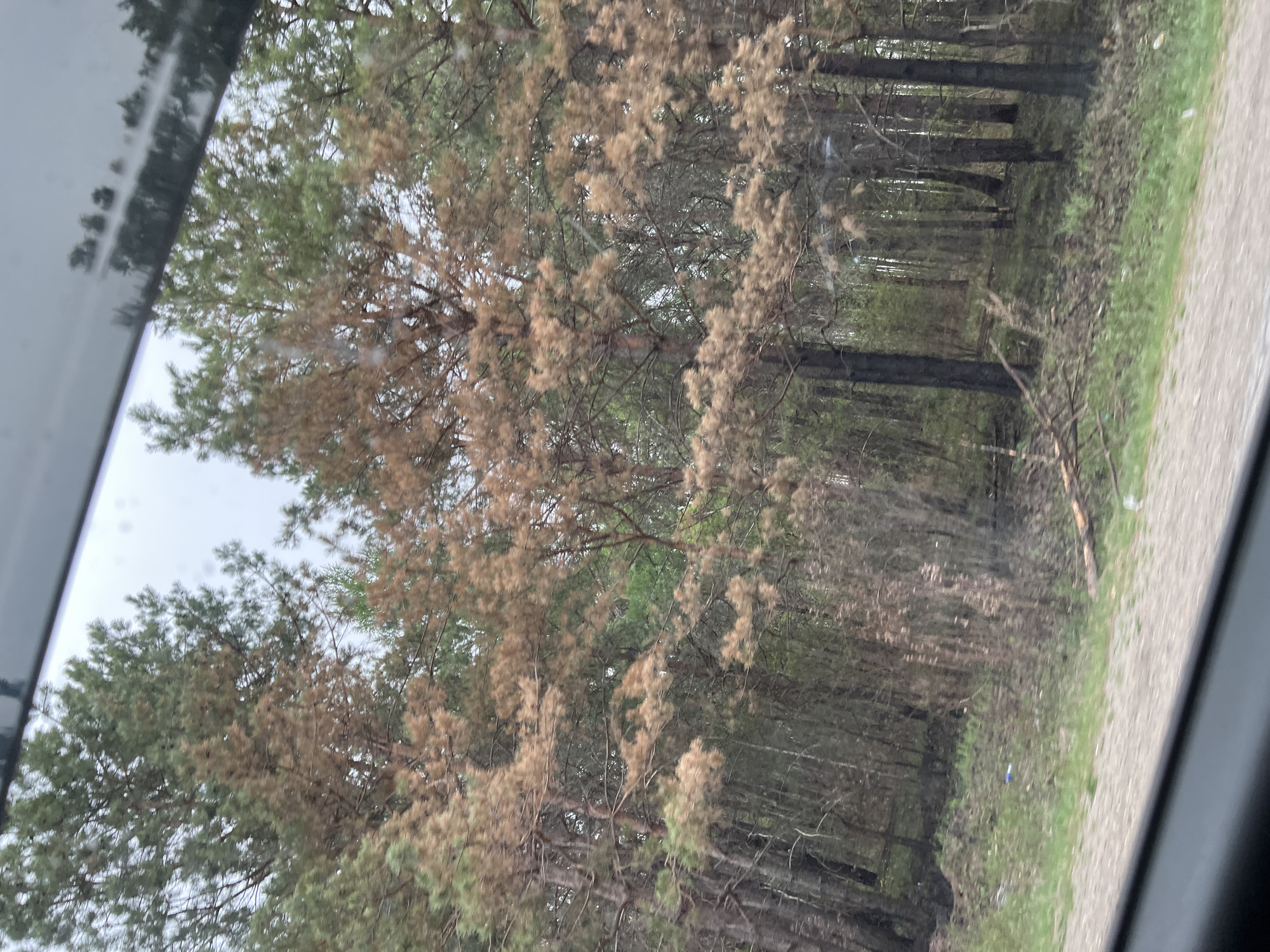 A photograph, taken through a vehicle window, shows a dense forest adjacent to a gravel road. The trees are a mix of green and brown, suggesting a transition of seasons or possible tree stress. The forest floor is covered with undergrowth and fallen branches. The gravel road runs along the edge of the forest. A vehicle window frame is visible on the left side of the frame. The location is unknown.