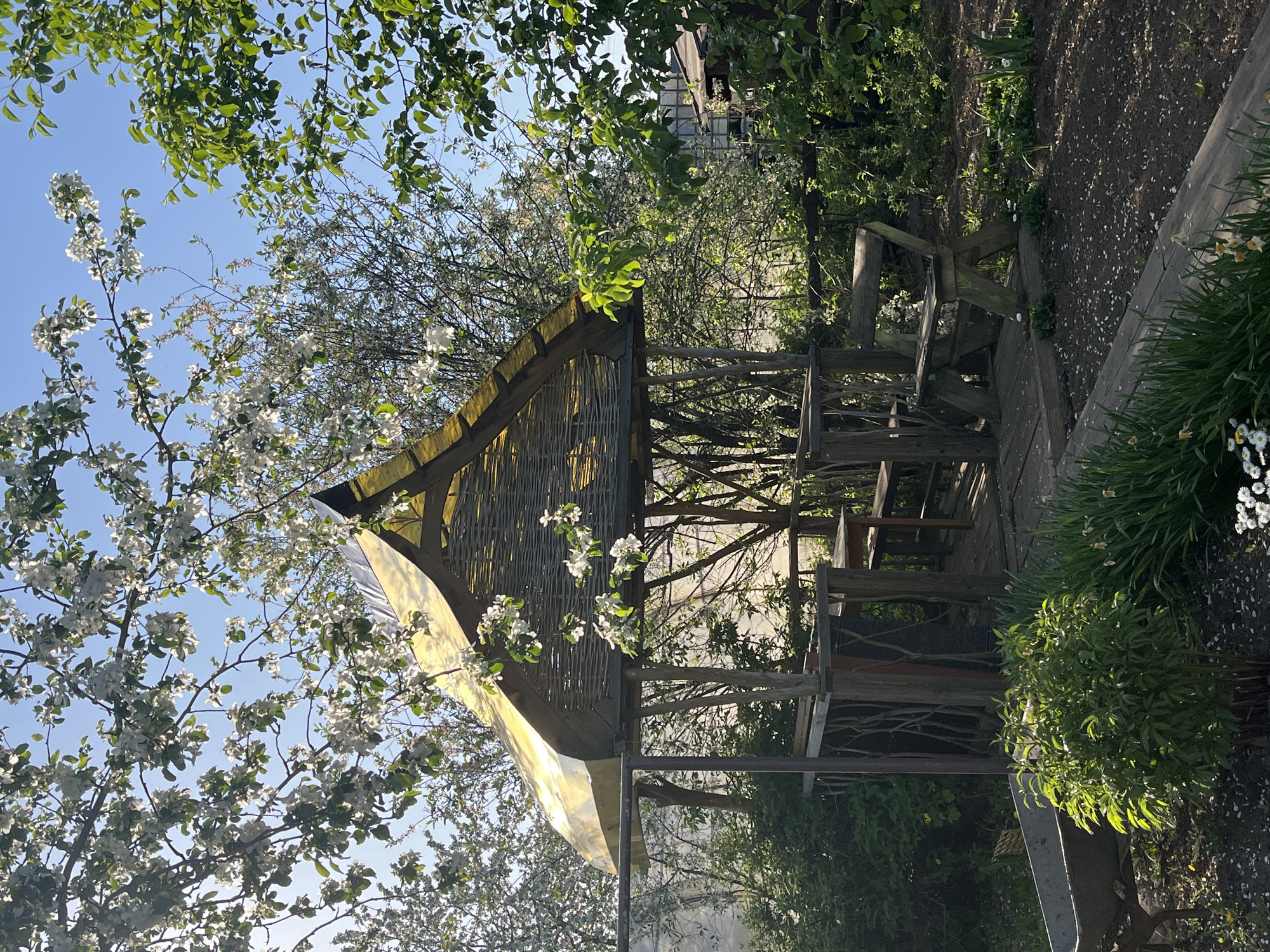 Here is a description of the image:
The image shows an outdoor scene with a small, wooden gazebo surrounded by foliage and flowering trees. The gazebo has a woven roof and is open on the sides, with wooden supports and seating visible inside. Trees with white blossoms frame the gazebo, and other greenery is present in the background. A wooden walkway or path is partially visible on the right side of the frame. The location appears to be a garden or park. The sky is visible through the trees and is a clear blue.