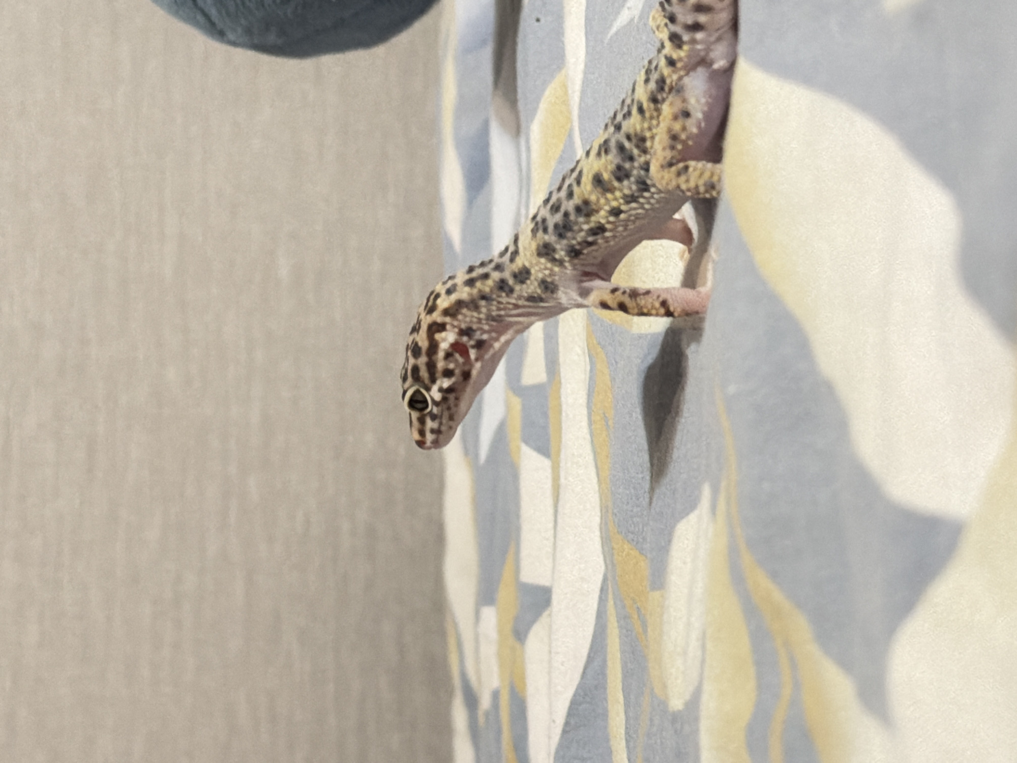 A leopard gecko is perched on a piece of patterned fabric. The gecko is yellow with black spots and pink feet. The fabric is decorated with a wavy pattern of light blue, gray, and cream. To the left of the fabric is a wall that appears to be off-white with a slightly textured surface.