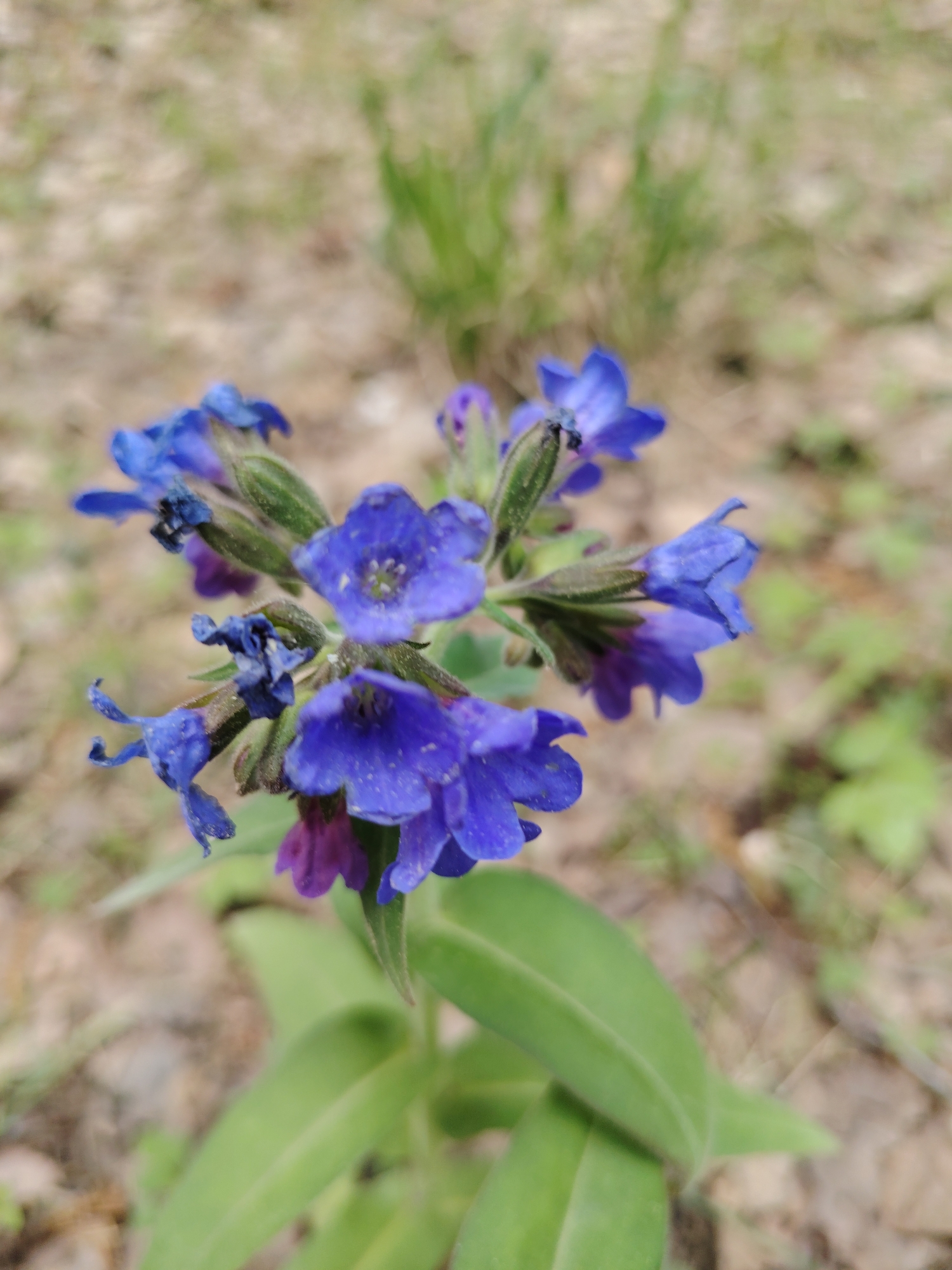 The image shows a close-up of a flowering plant with blue and purple blossoms, possibly in a natural setting. The plant has green leaves at its base, and the surrounding background appears to be forest floor with leaf litter and some green vegetation. The location is unspecified and identified as Unknown, Unknown.