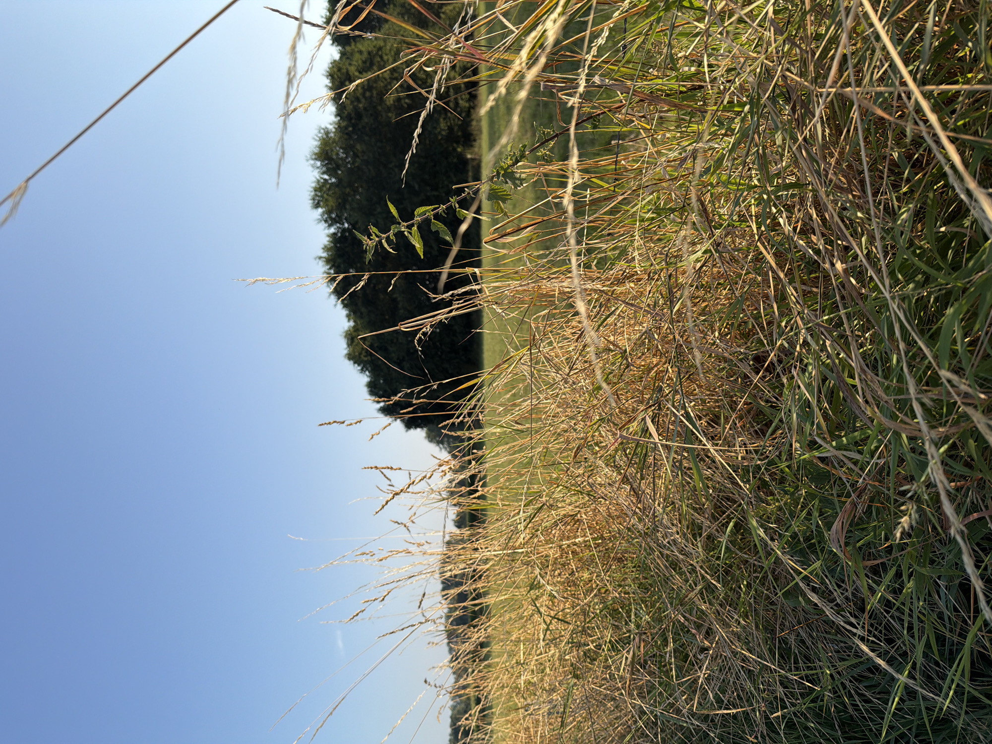 The image is a low-angle, close-up shot of dry, golden grass in the foreground. The grass is tall and dense, with some green stalks interspersed. The background shows a field of shorter green grass and a line of dark green trees under a clear, light blue sky. The lighting suggests it is late afternoon or early morning, with the sun casting a warm glow on the grass. The location is identified as Melick, Netherlands. There are no people, animals, or specific objects, and no actions or interactions are depicted. The scene is a natural landscape, likely a meadow or field on the outskirts of the town.