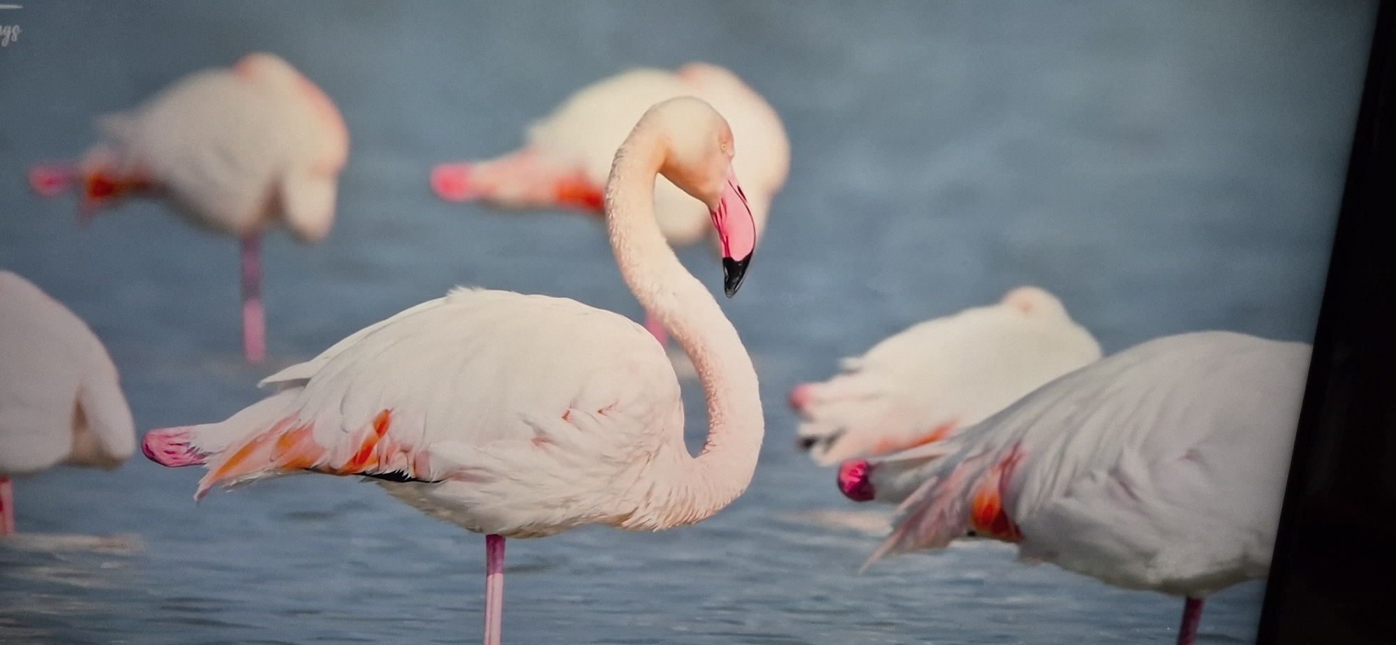 A group of flamingos are standing in shallow, blue water. The flamingo in the foreground is facing to the right and is mostly white with some pink and orange feathers. Its beak is pink and black. Other flamingos are visible in the background, some blurred and out of focus. The water appears calm. There are no people or buildings visible in the image.