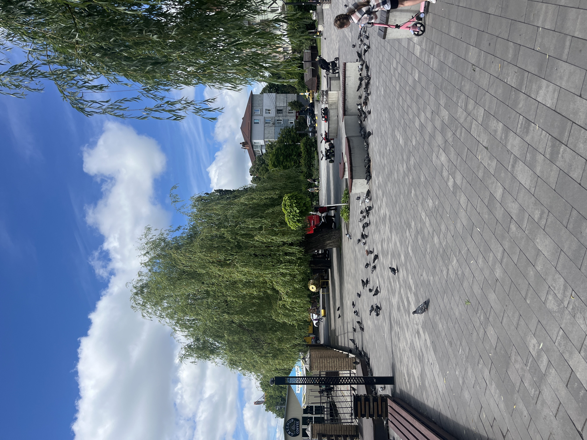 A wide shot captures a public square in Vasylkiv, Ukraine, on a bright, cloudy day. The foreground is dominated by grey stone pavement tiles. A large, mature weeping willow tree with full, green foliage stands prominently in the mid-ground, casting a shadow over the pavement. To the left, a portion of a wooden bench and a decorative fence is visible.
Numerous pigeons are scattered across the pavement, with a concentrated flock near the base of the willow tree and another group in the mid-ground. A single pigeon stands alone in the foreground, facing left.
In the background, a multi-story building with a brown roof is situated behind the willow tree. To the left of the building, a café with a sign reading "GREENUP COFFEE" is visible, with an awning extending outwards. A few people are walking in the mid-ground, and a red truck is parked near the building.
To the right of the willow tree, a young girl with braided hair, wearing a plaid shirt and shorts, stands next to a pink scooter. She is partially cut off by the right edge of the frame. Several low, concrete benches with wooden seating elements are arranged in a cluster in the right mid-ground, surrounded by more pigeons. Other elements in the scene include a stroller and what appear to be small, recreational vehicles. The sky is a vibrant blue with scattered white clouds.