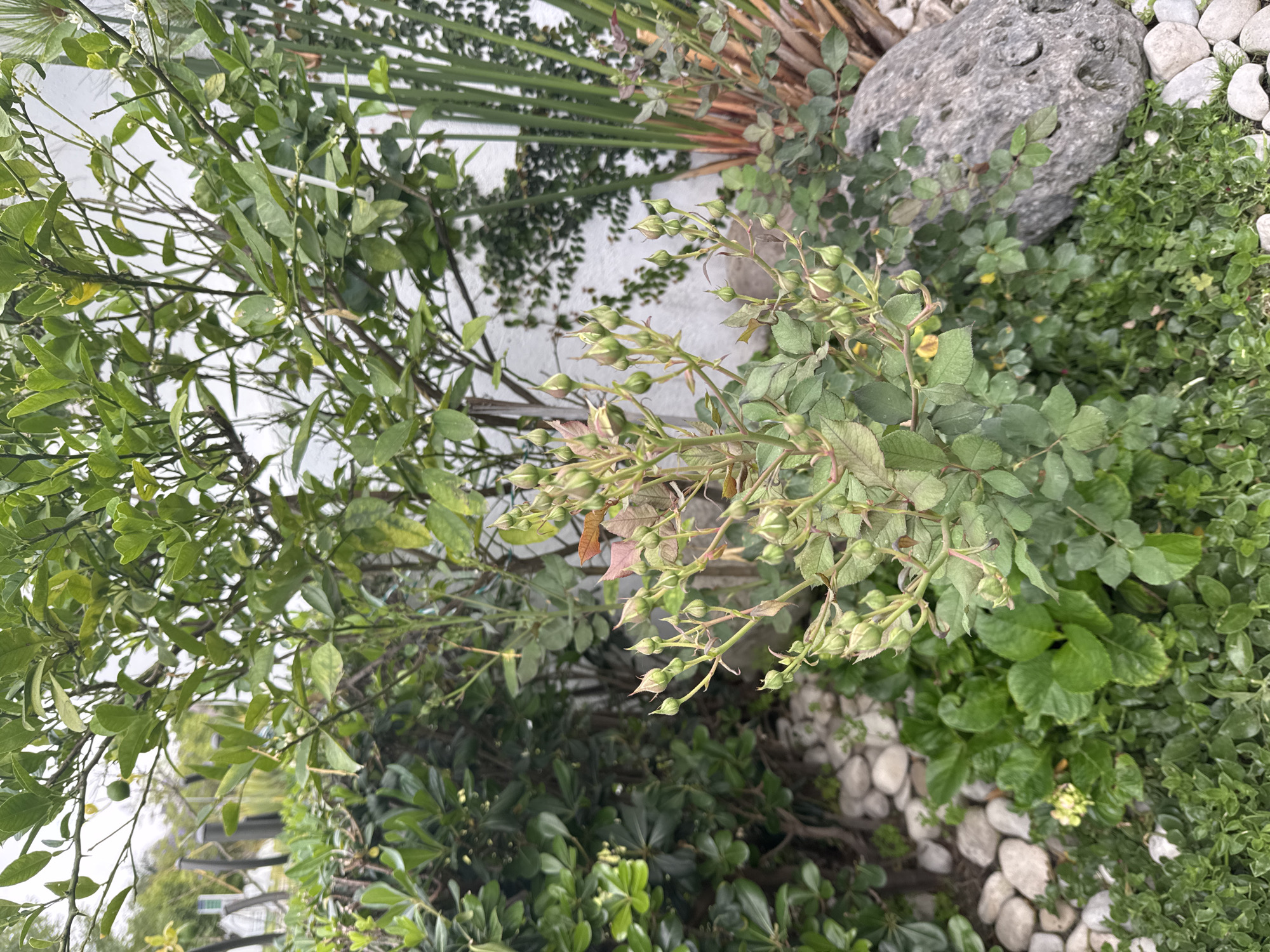The image shows a garden scene in San Bernardino Tlaxcalancingo, Mexico. A variety of green plants and shrubbery are visible, including a rose bush with several closed buds. A large grey rock sits amidst the vegetation. White pebbles are scattered on the ground as decorative elements. A white wall is visible in the background, partially covered with climbing vines.