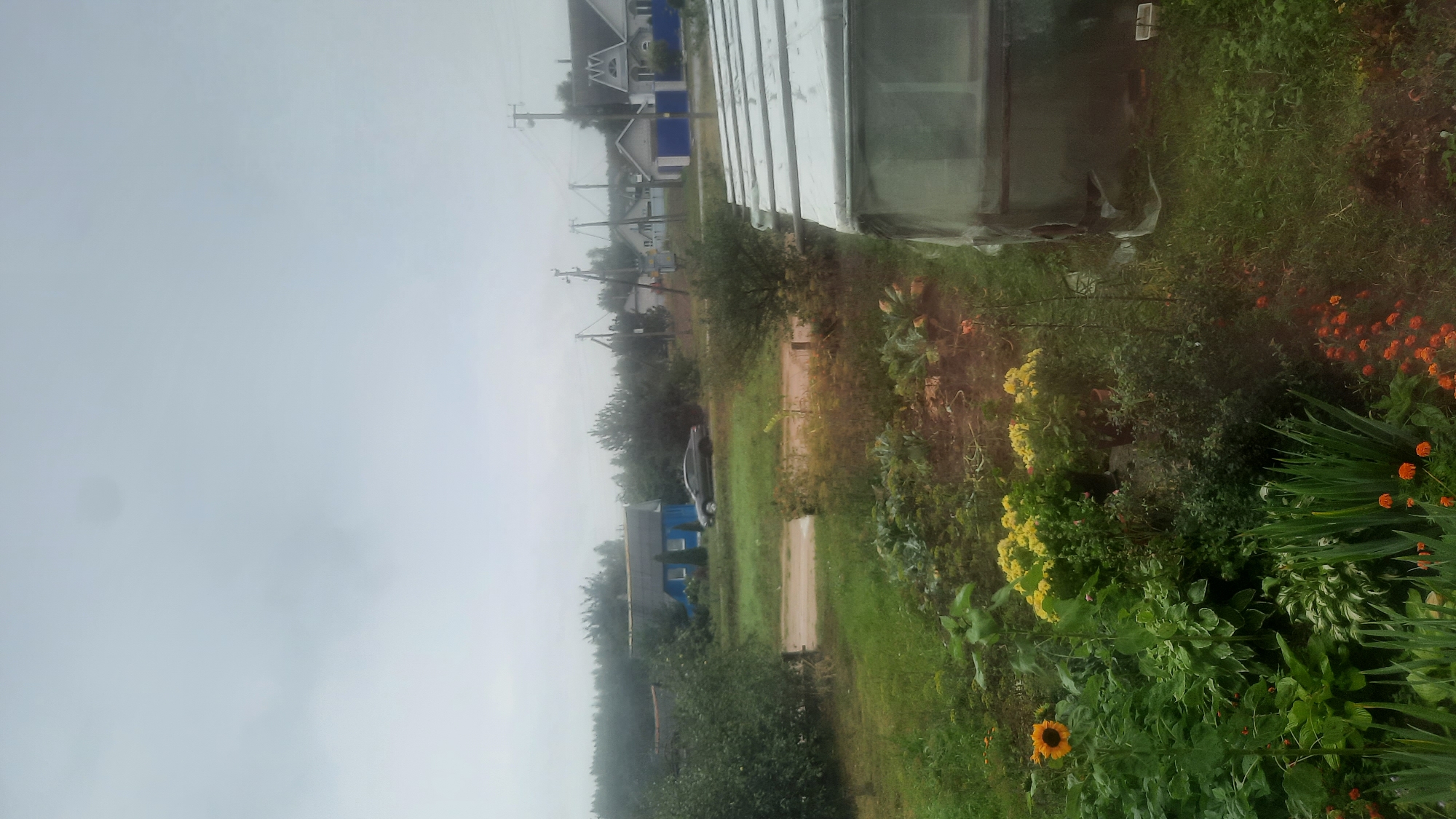 The image depicts a cloudy, overcast day in a rural or suburban area, likely in Shklov, Belarus. In the foreground, a garden is visible with various plants including large green leaves, some yellow flowers, a single sunflower, and small orange flowers. To the right of the garden, a large greenhouse or covered structure with a white translucent roof is situated.
In the middle ground, a dirt road passes through a grassy area. On the left side of the road, a blue house with a grey roof stands, and a dark-colored car is parked in front of it. Further back, several other houses with different roof styles are visible, along with utility poles and overhead wires. The background is dominated by trees and a hazy sky. The overall impression is of a residential area with agricultural elements.
