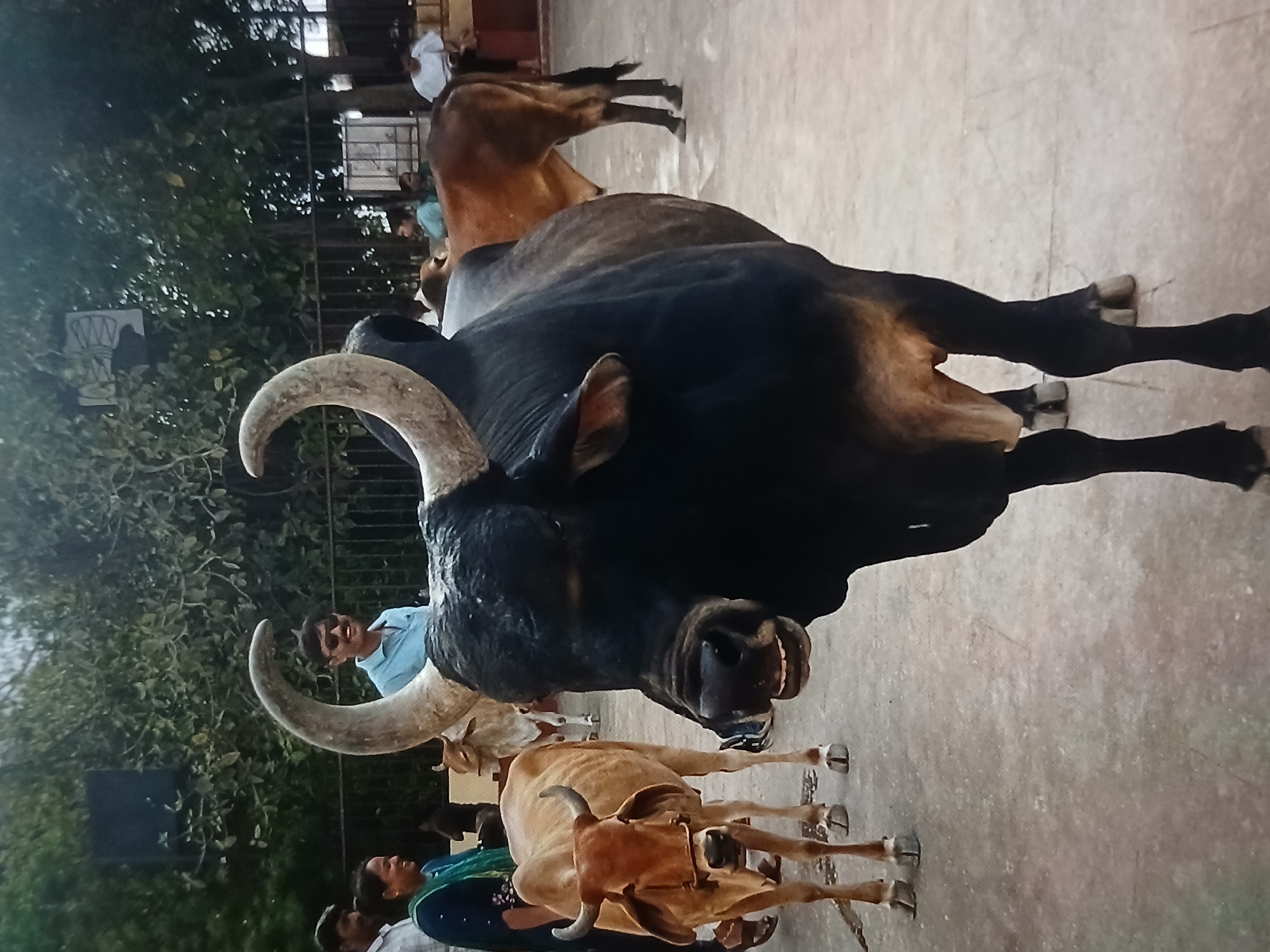 The image depicts a large, black bull with prominent horns in the foreground, possibly in a public area in Bengaluru, India. Behind it are other cows of varying colors. People can be seen in the background, some possibly interacting with the animals. The environment appears to be a paved area with trees and possibly a building in the background. The picture is taken from a low angle, emphasizing the size and presence of the bull.