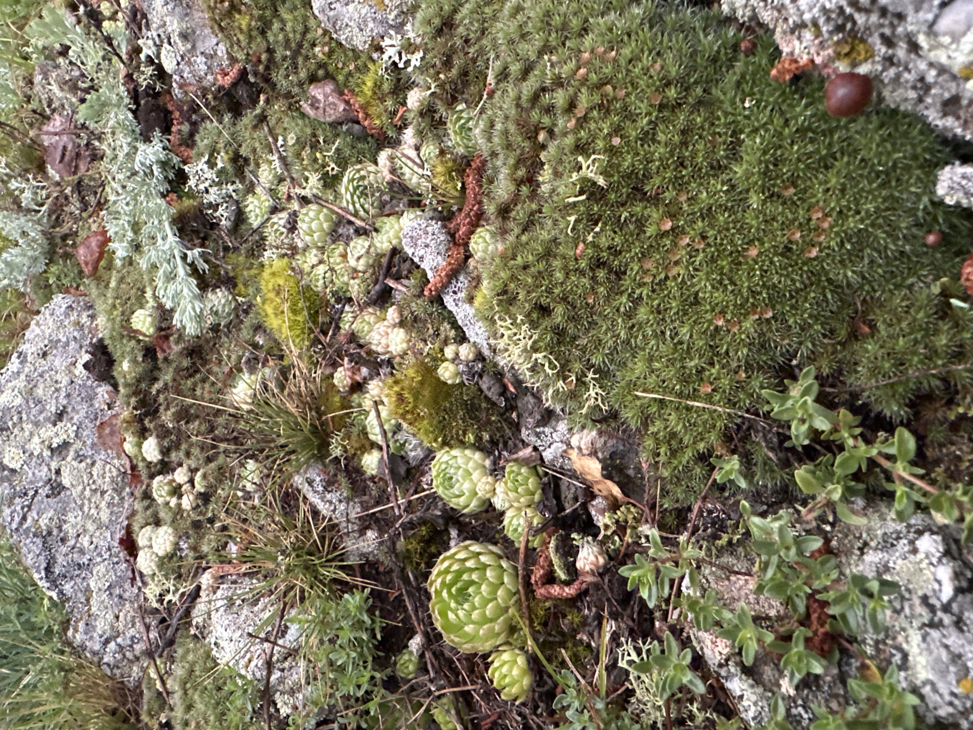 An overhead medium shot captures a close-up view of a rocky, moss-covered ground surface in an outdoor, natural setting. The scene is densely packed with various types of mosses and small, green succulent plants that appear to be growing in clusters. Some of the succulents are a bright green, while others are a paler, almost yellowish-green. Interspersed with the greenery are small, greyish-white lichen growths and scattered pieces of dry, brown organic matter. In the lower right corner, a dark brown, berry-like object rests on the moss. The lighting is natural, suggesting it is daytime, and the focus is sharp on the textures and details of the ground cover. There are no people or man-made objects visible.