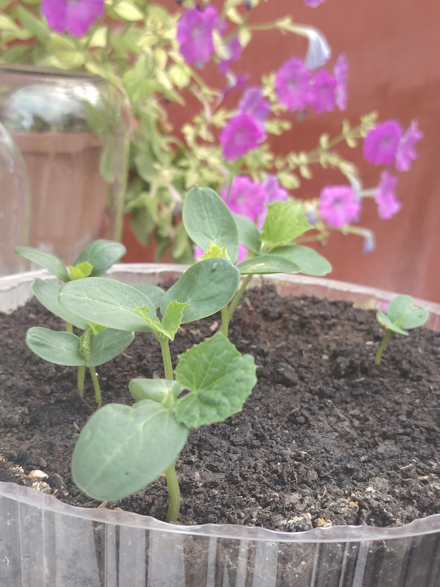 A close-up, eye-level shot shows several small green seedlings growing in dark soil within a clear plastic container. The container is positioned in the foreground, with its ribbed texture visible. The seedlings are clustered together, with the largest one prominently featured in the lower left of the frame. In the background, out of focus, are vibrant pink flowers and greenery, with a hint of a brown wall. The overall impression is of a garden setting. The location is identified as Степное, Russia.
