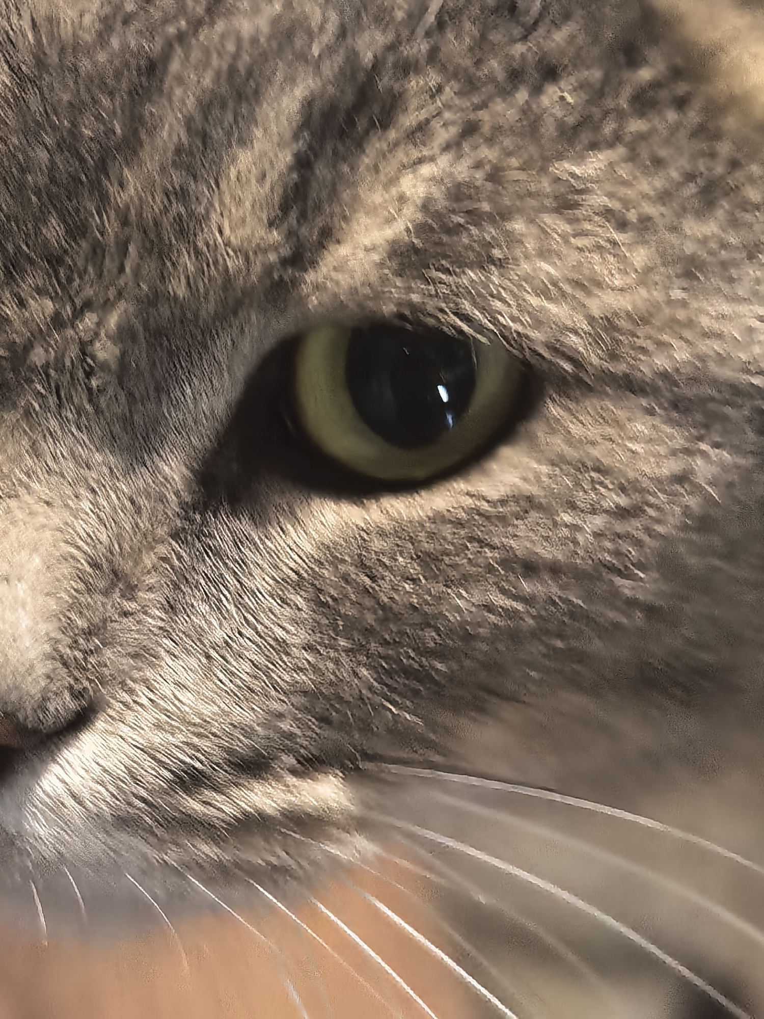 A close-up, macro photograph captures the left eye of a domestic cat. The cat's fur is a mixture of gray and tan, with individual hairs clearly visible due to the extreme magnification. The cat's pupil is dilated and appears dark, while the iris is a light green color. A prominent reflection is visible within the pupil. The whiskers are long and white, fanning out from the side of the cat's face. The background is softly blurred, with hints of warm, orange-toned light. The image is well-lit, highlighting the texture of the fur and the intricate details of the cat's eye.