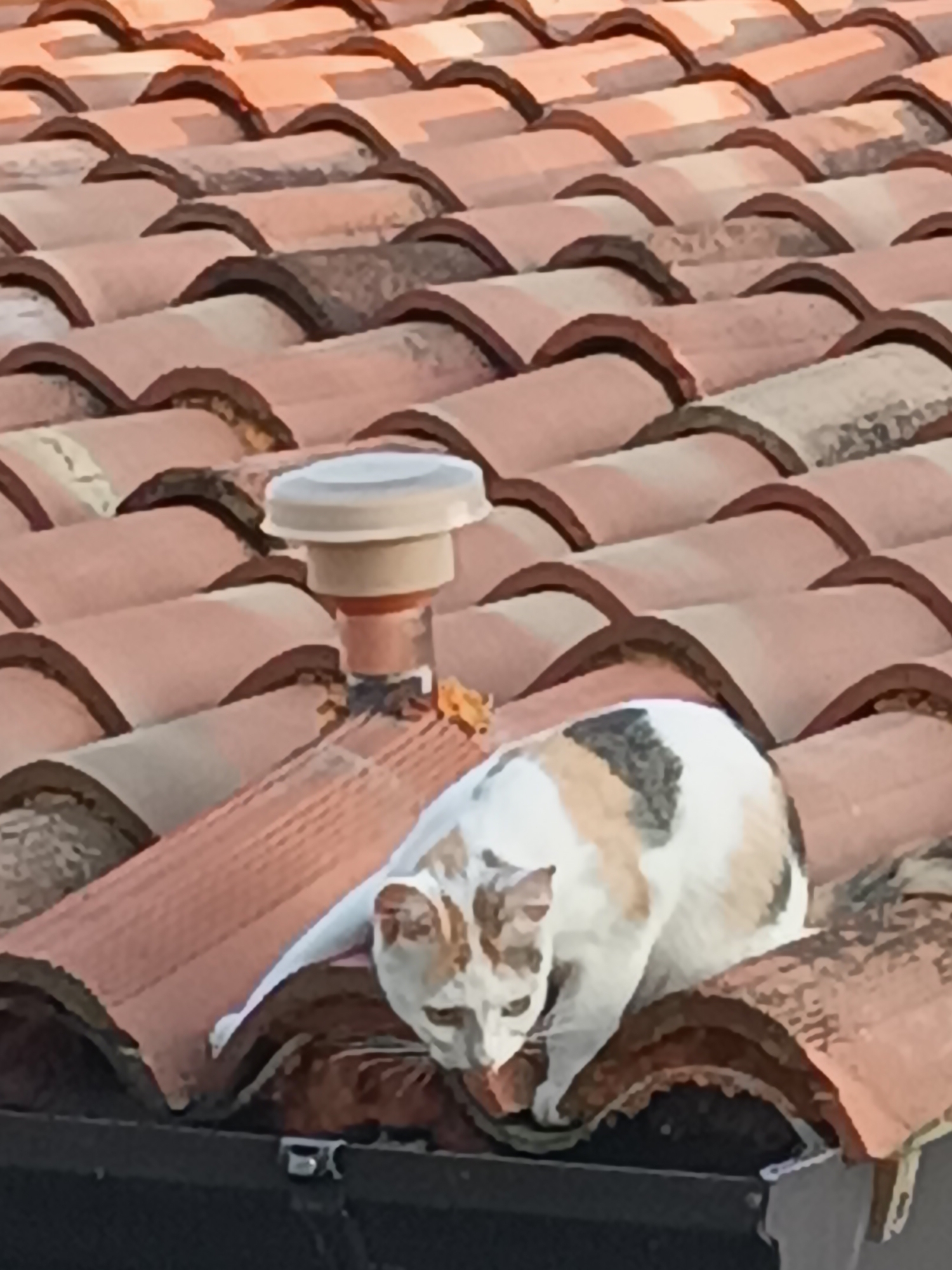 A calico cat with white, black, and orange markings is crouched on a terracotta tiled roof in Viadana, Italy. The cat is facing downwards, appearing to be investigating something on the roof tiles. To the left of the cat, near a vent pipe, there is a small orange lizard. The roof tiles are reddish-brown and arranged in overlapping rows. The scene appears to be outdoors, under natural light.