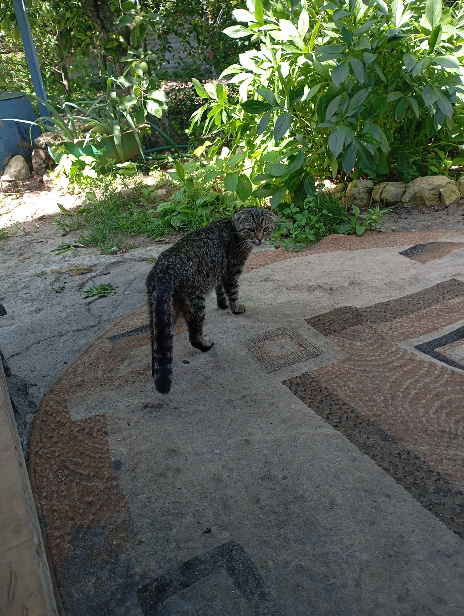 A tabby cat stands on a patterned outdoor rug in a yard in Krasnoarmeysk, Russia. The cat is facing away from the camera, looking over its left shoulder with its head tilted. The cat's fur is gray with black stripes, and it has a long, bushy tail. The rug is made of woven material and has a geometric pattern in shades of brown, beige, and black. Behind the rug, there is a patch of green grass and a cluster of large green plants. In the background, a tree trunk is visible, with some green leaves and branches. Sunlight filters through the leaves, casting shadows on the ground.