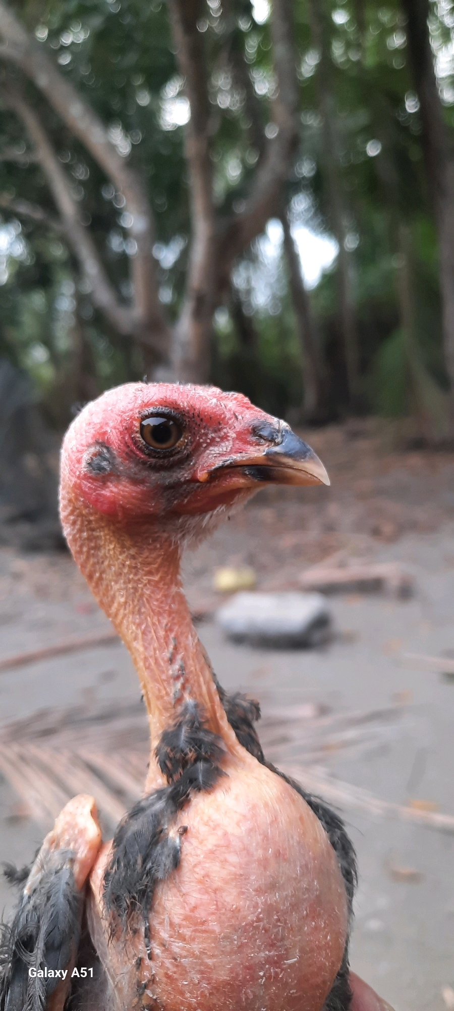 A close-up, vertical, eye-level, outdoor shot focuses on the head and upper body of a bare-necked chicken in Jatitengah, Indonesia. The chicken, facing right, has pink, wrinkled skin on its head and neck, with a prominent brown eye. Dark feathers are visible on its wings and upper body. The background is blurred, showing trees and foliage, suggesting a natural or rural environment. The ground appears to be dirt or sand, with some debris. The lower left corner of the image displays the text "Galaxy A51".