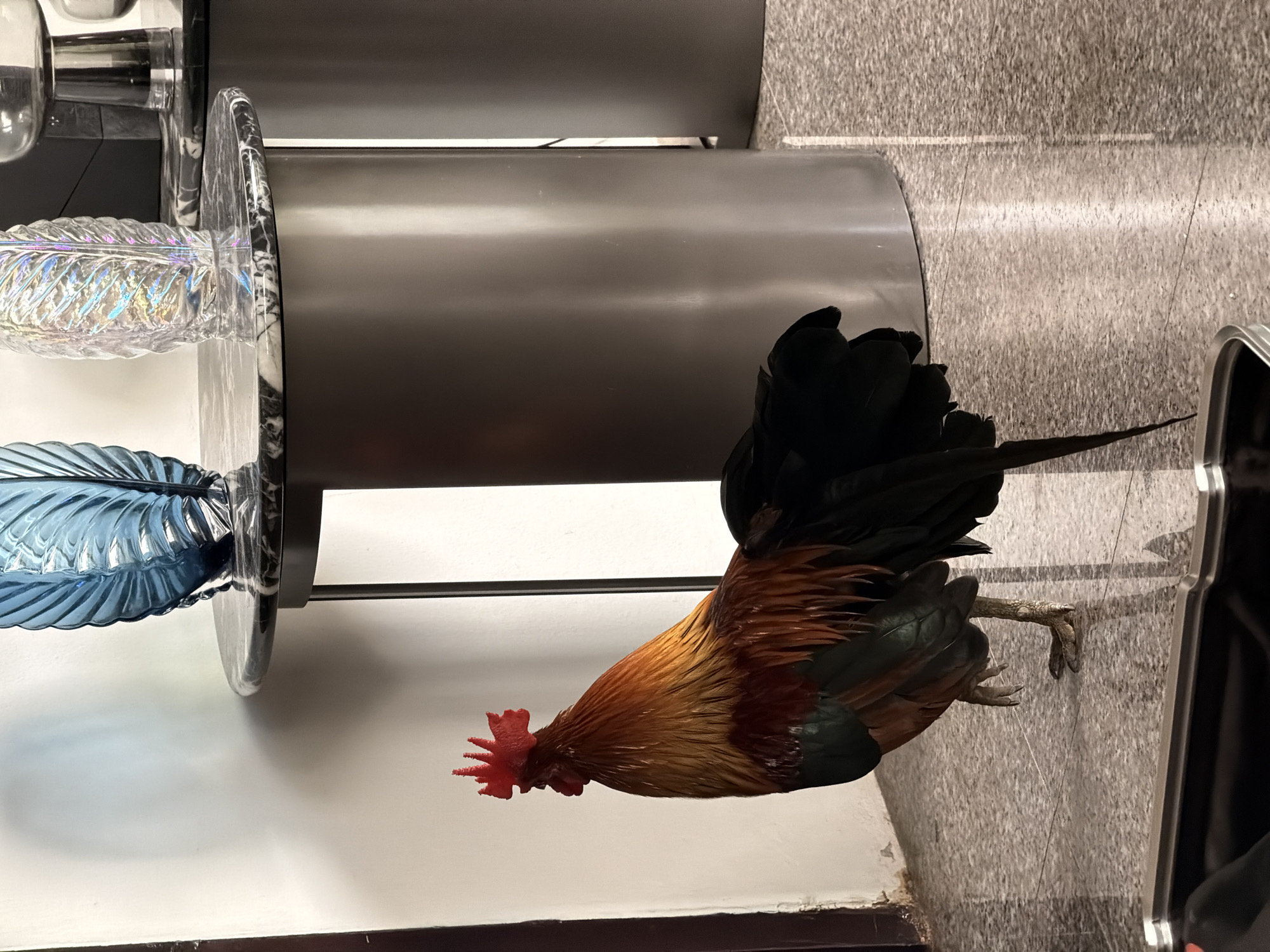 A rooster stands on a polished gray floor in what appears to be an indoor setting, possibly a hotel lobby in Ko Samui District, Thailand. The rooster has vibrant red comb and wattles, with golden-brown and dark green plumage. It is positioned to the left of two cylindrical, metallic tables, the one in the foreground featuring a marble-patterned top. On the tables, several decorative glass vases are visible, one in a striking blue hue and another iridescent and leaf-shaped. The background consists of a plain white wall with shadows cast by the objects. In the foreground, a silver-edged black object, possibly a piece of luggage, is partially visible.