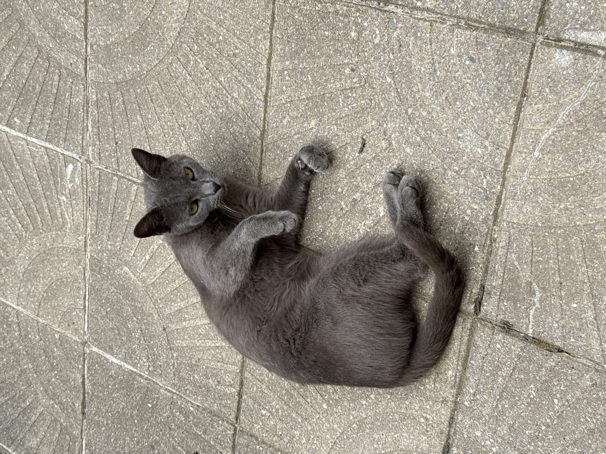 The image shows a grey cat lying on its back on a patterned concrete ground, possibly a sidewalk or patio. The cat is looking upwards and to its left with bright yellow eyes, and its paws are raised in the air. Its fur is short and appears to be a solid grey color. The concrete is made up of square tiles with a raised, circular pattern on some of them, radiating lines within the circles. There are also visible cracks and debris on the ground. The lighting suggests it is daytime. The scene is simple and focuses on the cat and its immediate surroundings. No people or text are visible. The location context is Sofia, Bulgaria.