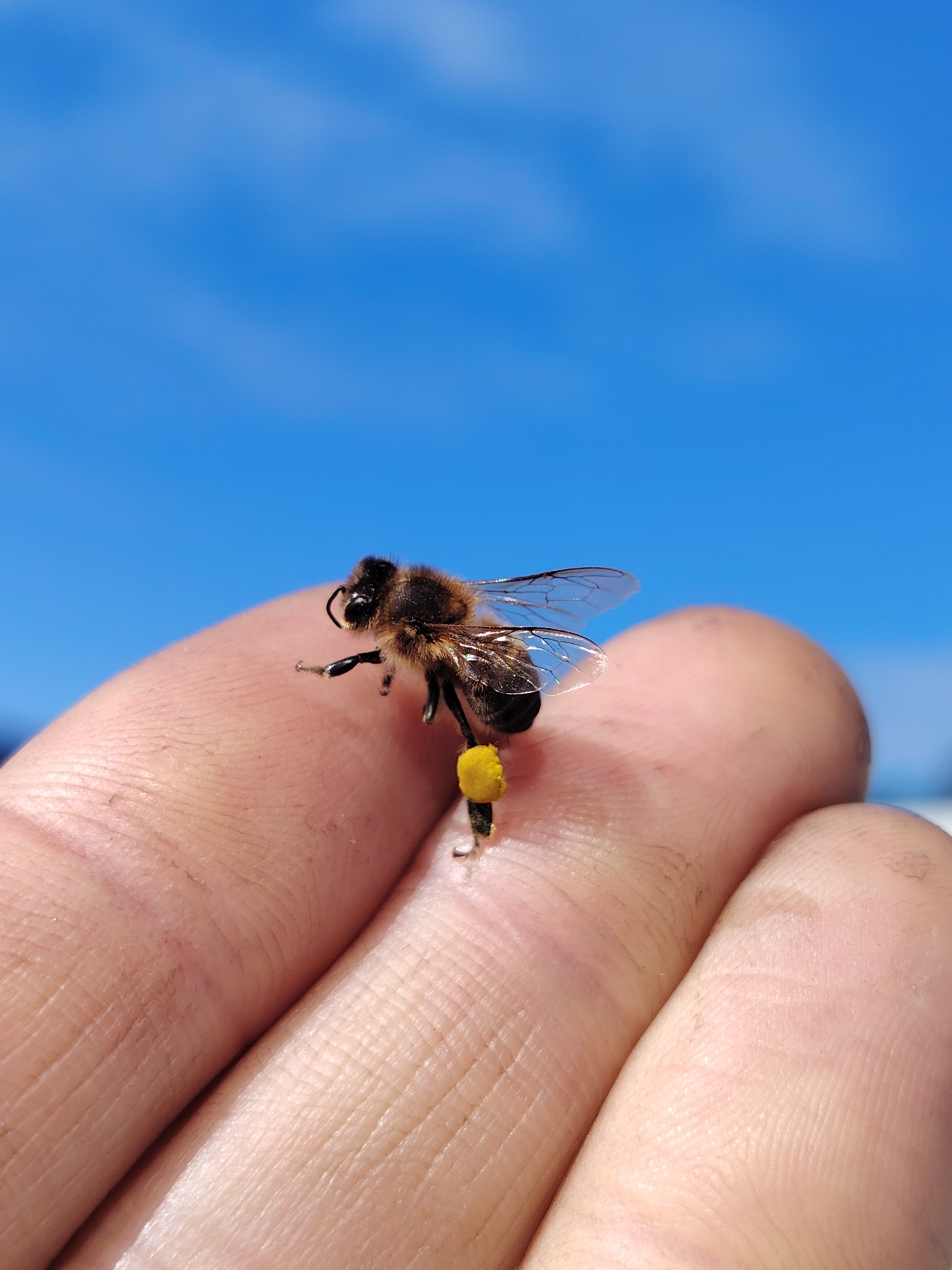 A honeybee is perched on the fingertip of a human hand. The bee has a visible yellow pollen sac on its leg. The background is a blurred bright blue, possibly the sky. The hand appears somewhat soiled. There is no indication of the location being Noviy, Russia.