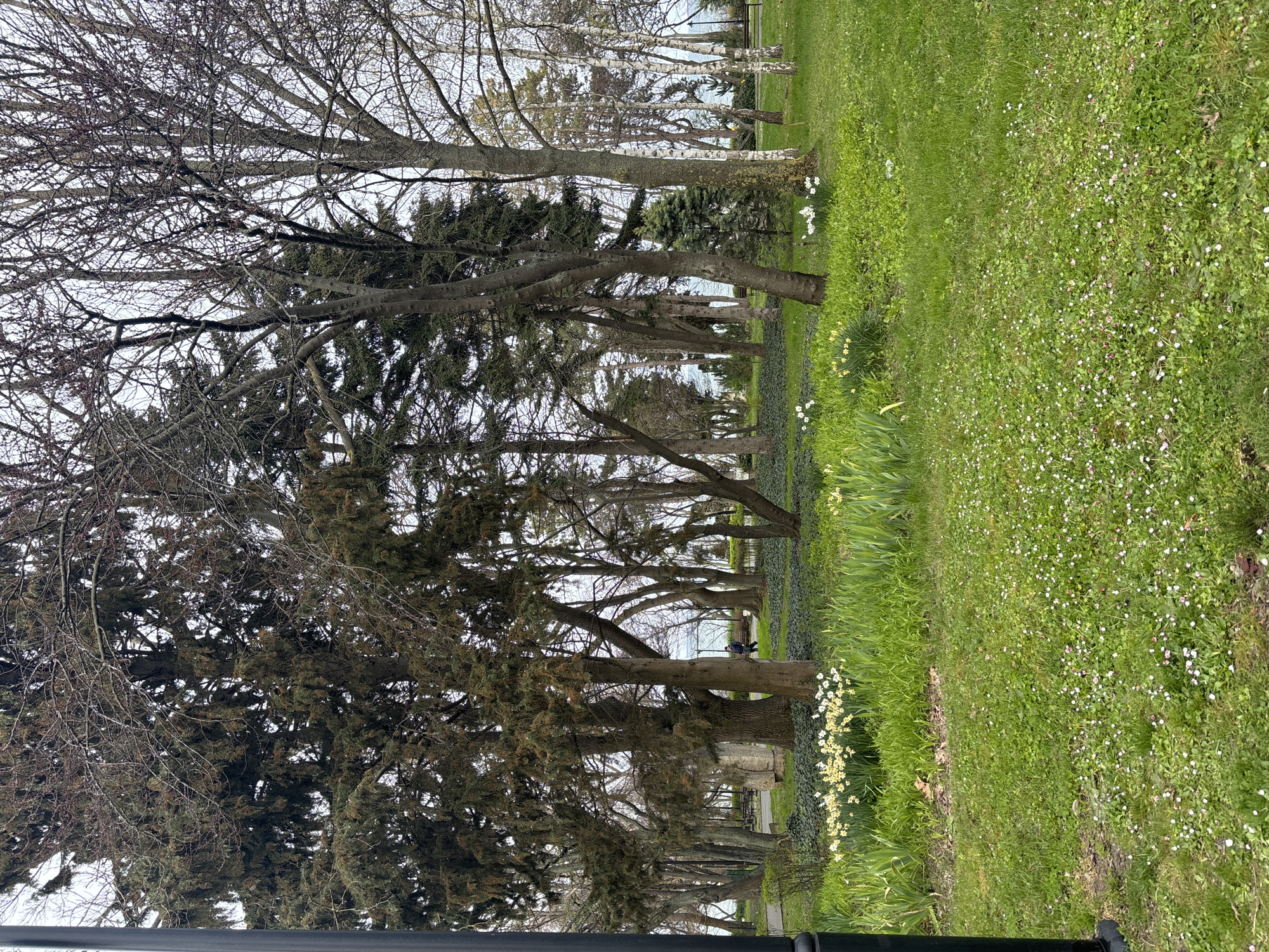 The image shows a line of trees along a grassy area, likely a park or green space. The trees vary in type, with some having dense foliage and others with bare branches, suggesting different species or seasonal changes. On the right side of the image, the grass is dotted with small white flowers and patches of bright green grass. There are some yellow flowers near the base of the trees. It appears to be in the city of Burgas, Bulgaria because a previous picture shows the same scenery where there is a sign saying Burgas. The weather seems overcast or cloudy.