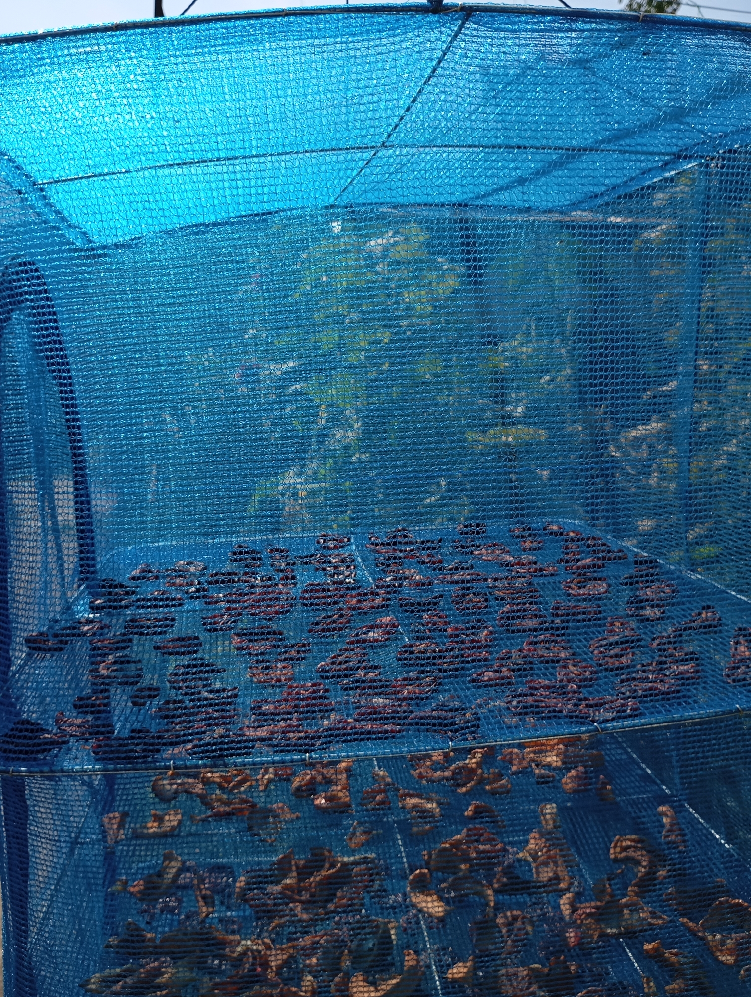 A rack-like drying structure covered with blue mesh netting is outdoors, in what appears to be a rural or semi-rural setting, possibly a backyard or garden area, with trees and foliage visible through the netting. The structure contains multiple shelves, each holding rows of food items that are in the process of being dried. The items on the top shelf are dark and appear to be uniformly shaped, possibly dried fruits or vegetables like plums or tomatoes. The items on the lower shelves are more varied in color and shape, with some appearing lighter brown and irregularly shaped, suggesting a different type of food or a more advanced stage of drying. The overall scene depicts a method of food preservation.