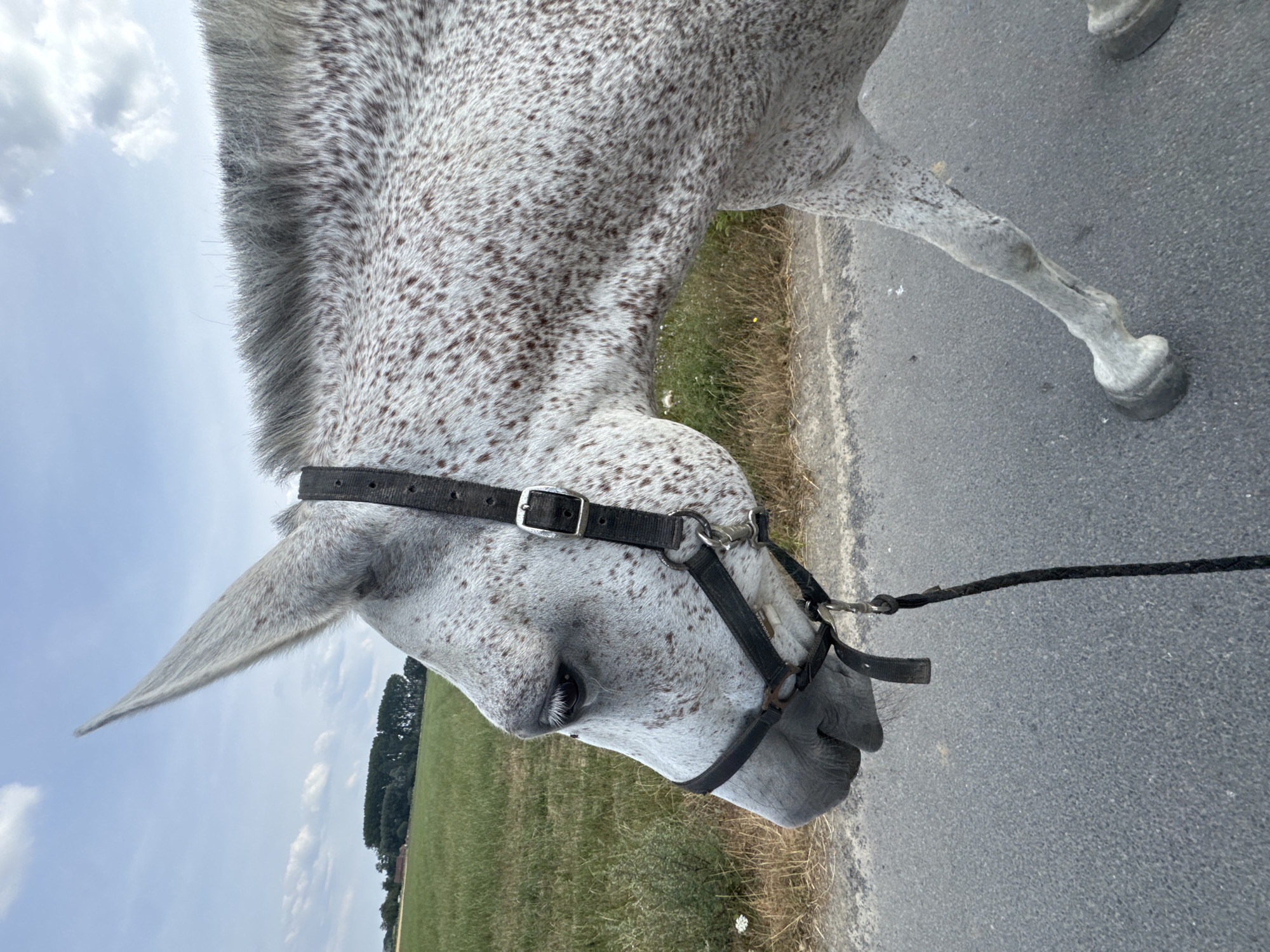 This is a close-up, side-profile, eye-level shot of a grey, dappled horse walking on an asphalt road. The horse is wearing a black halter with a metal buckle and a black lead rope. Its head is lowered, and its ears are pointed upwards. The horse's coat is white with numerous brown speckles. In the background, there is a grassy field with some dry brush along the edge of the road, and a line of trees in the distance. The sky is cloudy with a mix of blue sky and white clouds. The image appears to have been taken outdoors during the day. The location is the municipality of Estaimpuis, Belgium.