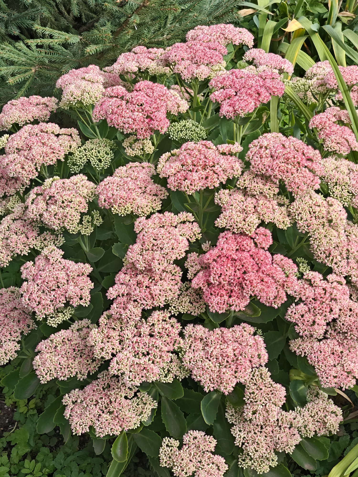 The image shows a close-up view of a dense cluster of pink stonecrop flowers (Sedum). The flowers are arranged in large, flat-topped clusters composed of many small, star-shaped florets. Some of the florets are a vibrant pink, while others are a lighter shade of pink or pale green, indicating different stages of bloom. The leaves of the plant are thick, succulent, and ovate, with a slightly serrated edge, and are a deep green color. In the background, out of focus, are dark green evergreen branches, possibly from a spruce or pine tree, and hints of other green foliage. The lighting suggests it is daytime, with natural light illuminating the flowers. There are no people or animals visible in the image, and no indication of the specific location within Shcherbinka, Russia. The image is focused on the botanical details of the flowers and their immediate surroundings.