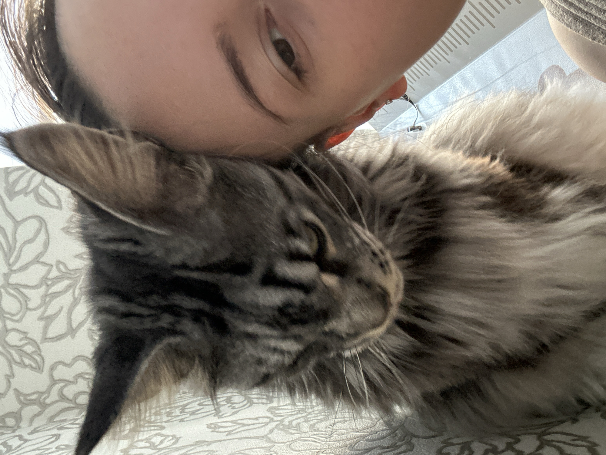 A close-up shot shows a person with brown hair and an eye visible, resting their face against a gray and white Maine Coon cat with long whiskers. The cat appears relaxed with its eyes closed. The background shows a patterned surface and a blurred white object. There is no contextual information in the image to place the location in Chaikovsky, Russia or any city.