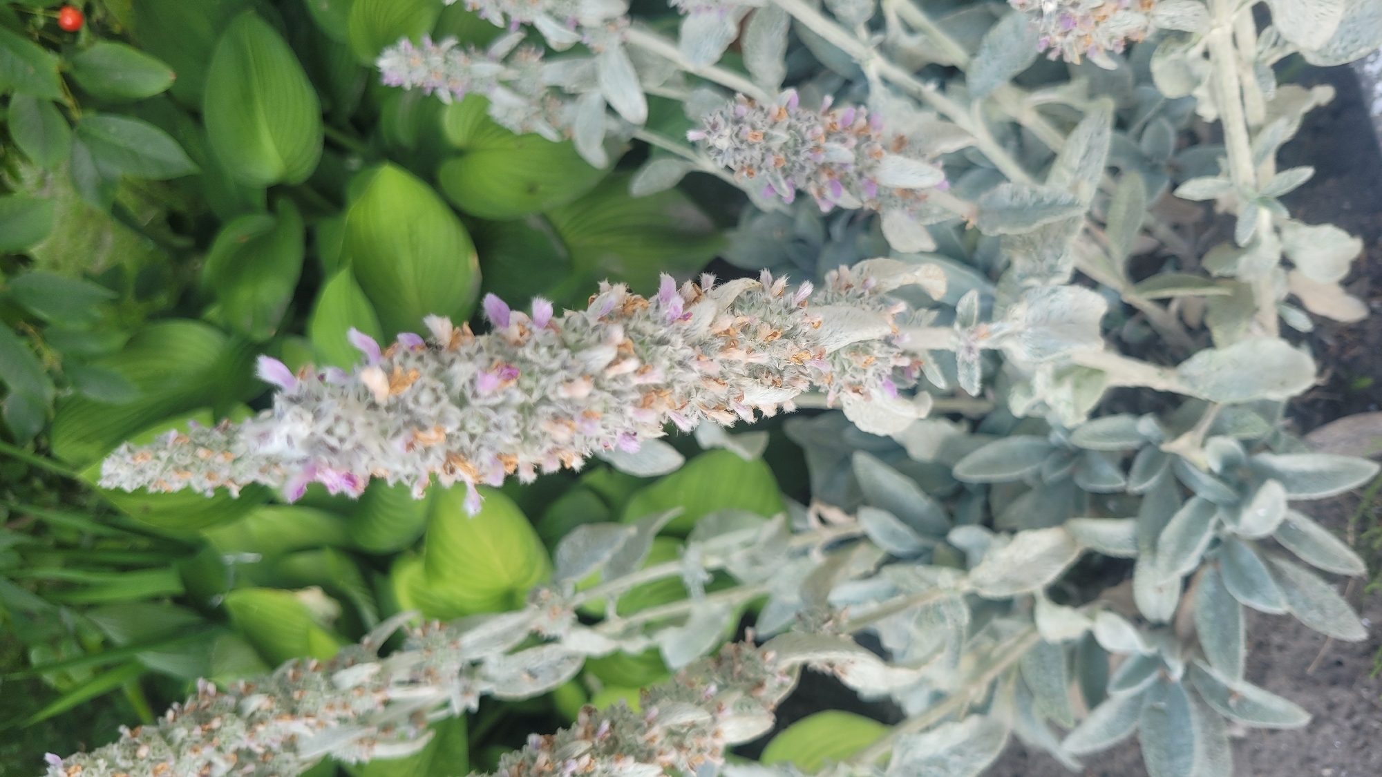 The image shows a close-up of several fuzzy, light-colored flower stalks with small purple and tan blossoms, likely Lamb's Ear, in a garden setting. The background consists of lush, green hosta leaves. The lighting suggests it is daytime, with some overcast conditions. The scene is an outdoor environment, possibly a backyard garden or park. No people or animals are visible. The image is oriented vertically.
