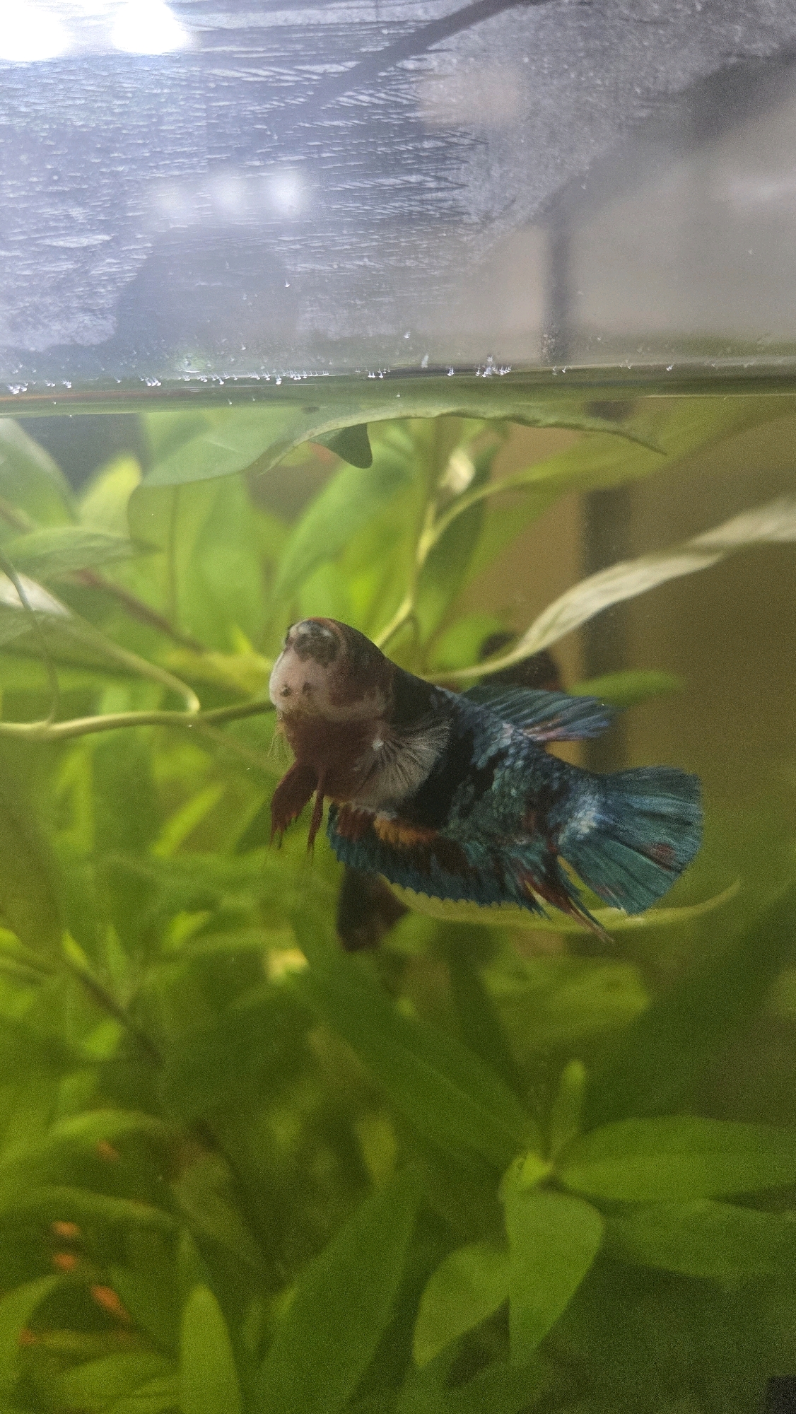 A betta fish swims in an aquarium with green aquatic plants. The betta fish is multi-colored, with iridescent blues, greens, and some red and yellow markings. The fish has a white, bulbous chin and prominent, dark eyes. Its fins are flowing, with some reddish tips visible. The water's surface is visible at the top of the frame, with tiny bubbles clinging to the glass. The background is filled with the lush green foliage of the aquarium plants. The image appears to be taken indoors, in a domestic setting. There is no indication of the location being in Oak Lawn, United States of America.