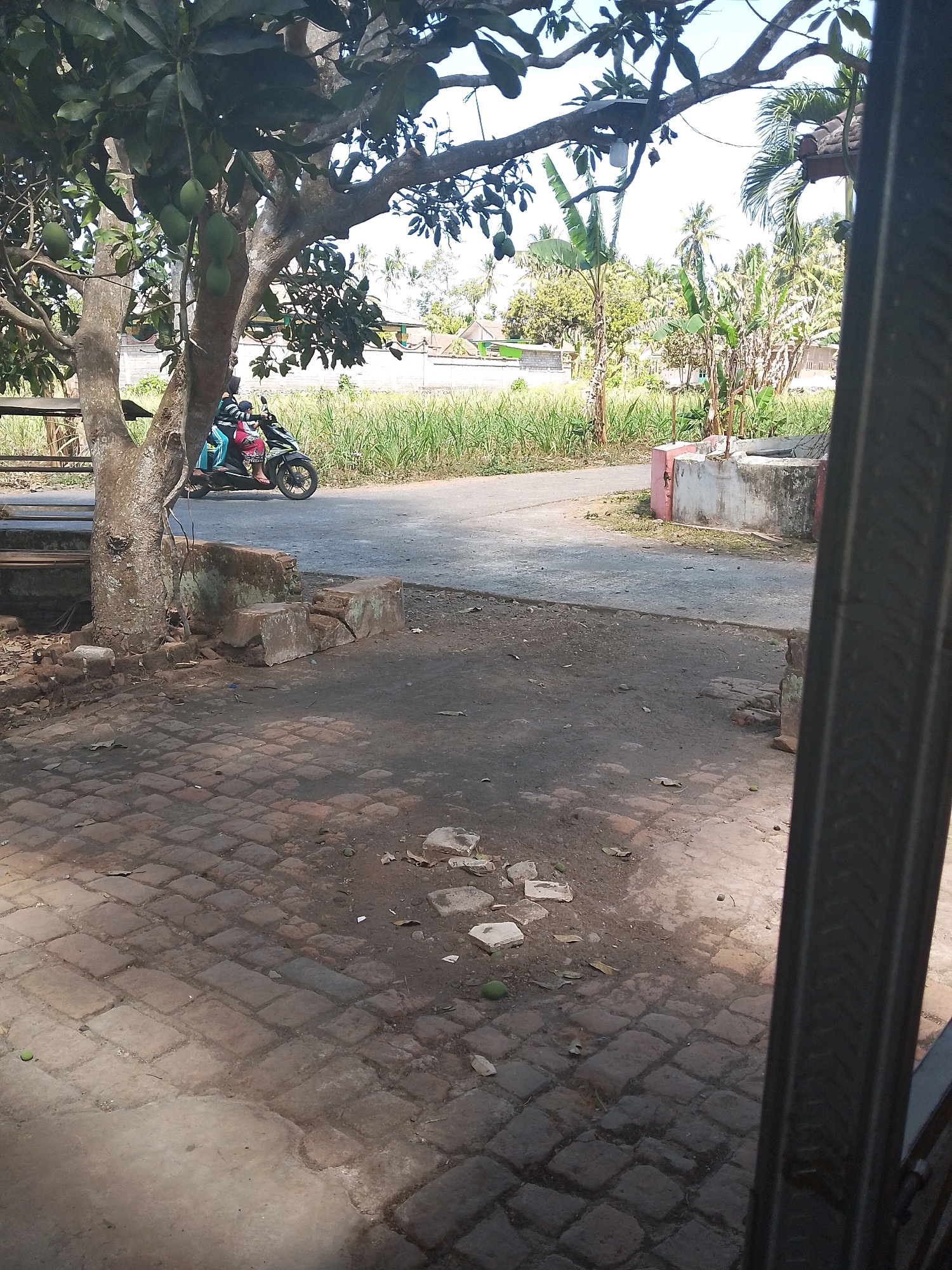 In Karangsari, Indonesia, a low-angle shot reveals a scene beside a paved road, likely in a rural or suburban area. A motorcycle, carrying two individuals, is stopped on the road, partially obscured by a large tree with hanging green mangoes. The tree's trunk is rough and textured. In the foreground, a brick-paved area is visible, with scattered debris including leaves and small stones. Beyond the road, a field of tall green grass stretches towards a backdrop of houses and palm trees under a bright sky. To the right, a concrete structure, possibly part of a well or a planter box, with some pink and gray coloring, stands near the road. A dark, vertical element, possibly a fence or gate, is prominently featured on the far right edge of the frame. The lighting suggests it is daytime, with sunlight casting shadows on the paved ground.