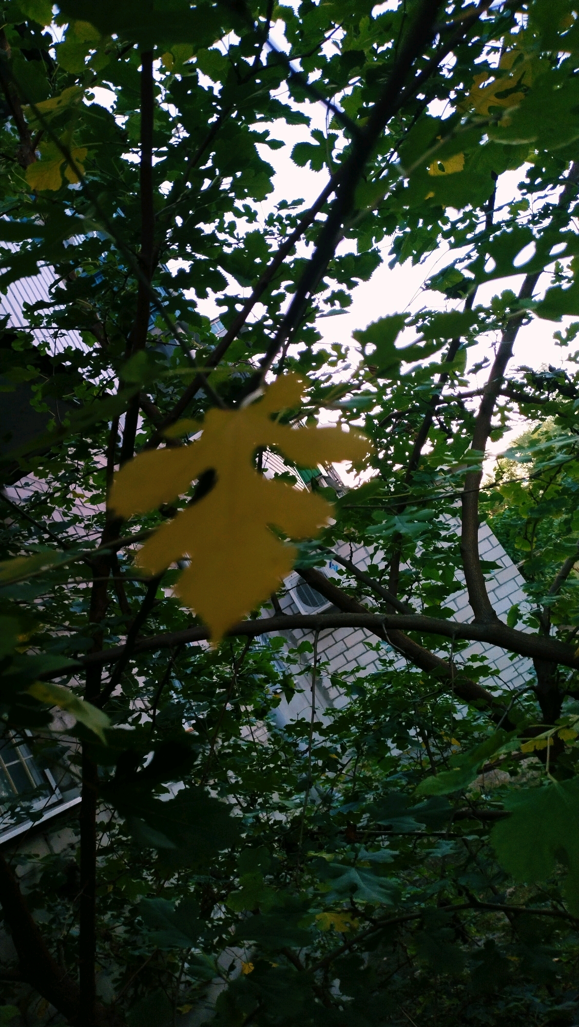 The image shows a close-up view of tree branches and leaves, with a building visible in the background. A single yellow leaf is prominently featured in the foreground, appearing detached from its branch. The building appears to be constructed of light-colored brick and has windows and an air conditioning unit visible. The scene is set outdoors, with the sky visible through the foliage. The overall impression is one of an urban environment, likely a courtyard or residential area in Horishni Plavni, Ukraine, given the context provided.
