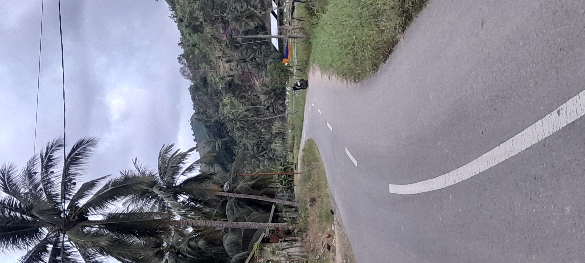 The image depicts a curved road in Palohpanyang, Indonesia. The road has a solid white line marking the edge and intermittent white lines separating lanes. Lush tropical vegetation, including palm trees, lines the left side of the road, leading towards a hill covered in similar vegetation. A set of overhead wires is visible near the palm trees. A structure with a partially visible blue and orange cloth is seen on the left side of the road, and a black object is near the road's edge. The sky is overcast.