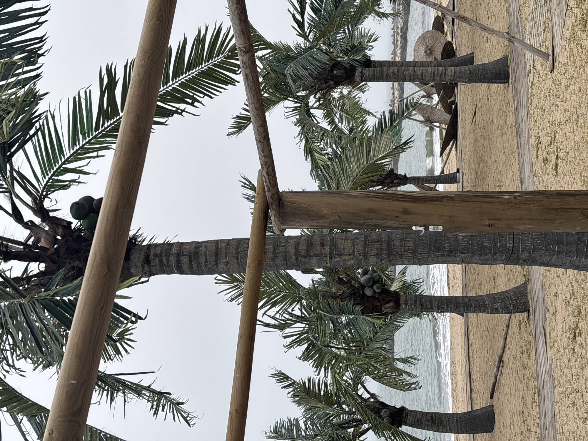 The image depicts a beach scene likely in Varna, Bulgaria, given the presence of palm trees and beach umbrellas, common features in coastal areas. The scene is framed by wooden poles and structures, possibly part of a pergola or beach infrastructure. Several palm trees line the beach, some bearing coconuts. The beach is sandy, with some vegetation patches. The sea stretches into the distance under an overcast sky. Beach umbrellas and lounging chairs are visible further down the beach.