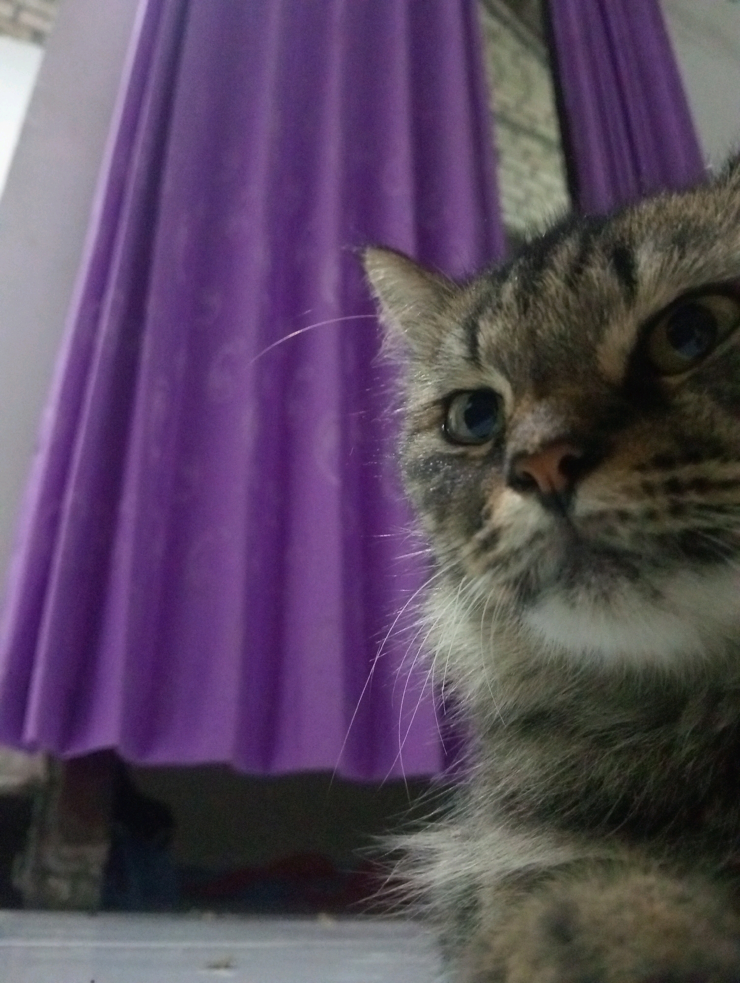 A close-up, eye-level, indoor shot focuses on the right side of a tabby cat's face, its body extending out of the frame to the right. The cat's fur is a mix of brown, black, and grey. Its right eye, a deep blue, looks directly at the camera, while its left eye is mostly out of frame. A pink nose and white whiskers are visible. Behind the cat, a vibrant purple curtain drapes vertically, its folds creating shadows and highlights. The curtain occupies the left two-thirds of the image. The background is out of focus. The floor appears to be a flat, grey surface. The scene is a residential interior in Soko, Indonesia.