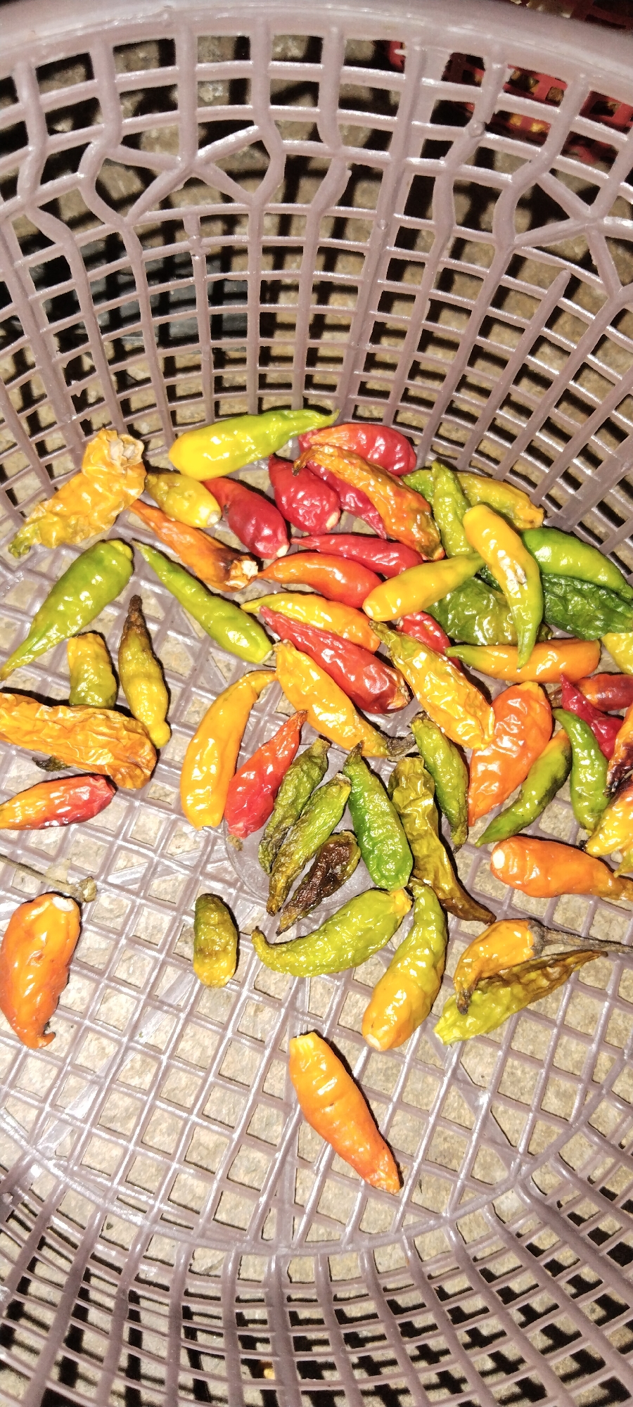 The image shows a close-up, overhead view of dried chili peppers in a pink plastic basket. The peppers are of various colors, including red, yellow, orange, and green, and appear wrinkled and shriveled, indicating they are dried. Some of the peppers are whole, while others appear to be broken or partially dried. The basket has a woven pattern with square openings. The background is a textured surface, possibly a table or countertop, with shadows cast through the basket's openings. There are no people visible in the image. The image does not provide any specific information about the location in Tanjung Ratu Ilir, Indonesia.