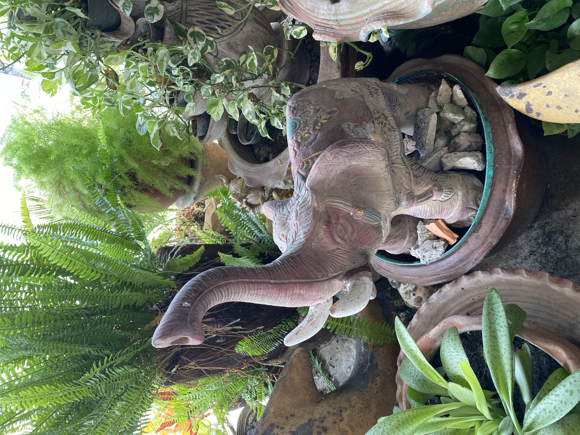 This image, set in Choeng Thale, Thailand, depicts a vibrant and decorative garden display featuring an ornate elephant statue amidst various potted plants. The central subject is a light pinkish-brown elephant statue, likely crafted from ceramic or stone, which is partially housed within a large, brown, fluted pot. The elephant's head is adorned with intricate golden and light blue details, and its long trunk curves prominently downwards. Two white tusks extend from its face. The pot containing the elephant is filled with several light gray stones, and its rim has a visible greenish-blue inner lining.
Surrounding the elephant and filling the scene are diverse lush green plants, all growing in terracotta and ceramic pots of various sizes and textures. To the left, a large, dense fern with fine, feathery fronds, possibly a Boston fern, creates a bushy green mass. Another fern species with broader, more defined fronds is visible further down. Above and behind the elephant, variegated pothos vines with green and white leaves trail from pots, adding a cascading effect. In the lower right foreground, a plant with elongated, speckled green leaves, possibly a leopard lily or a similar succulent, grows in another brown pot.
The arrangement creates a layered and natural aesthetic, blending decorative garden ornaments with abundant foliage. The scene is brightly lit by natural light, suggesting it is daytime. No people or activities are visible, emphasizing the static beauty of the cultivated garden space. No text is present in the image.