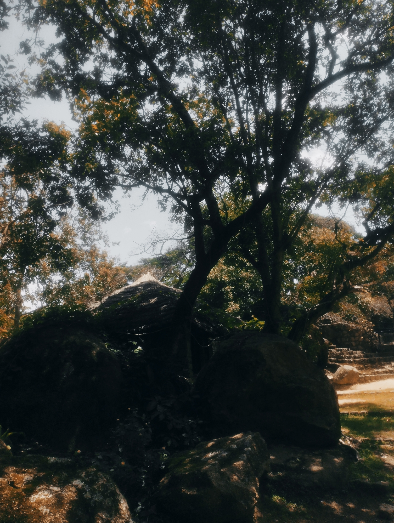 This media file captures a shaded, natural outdoor scene with large boulders and lush foliage. The dominant subjects are a cluster of massive, dark boulders, some covered in moss, which form the foreground and midground of the image. Towering over these rocks are the branches of mature trees, their dark silhouettes contrasting with the bright, hazy sky visible through their leaves. Some of the leaves exhibit a warm, autumnal hue, suggesting a time of year when foliage changes color.
In the background, hints of a constructed pathway and stone steps are visible on the right side, suggesting a park, a historical site, or a developed natural area. A conical thatched roof structure, possibly a hut or shelter, is partially obscured by vegetation and is positioned between some of the rocks and trees. The overall lighting is diffused, with the sun appearing to be behind the trees, creating a dappled light effect and deep shadows.
The scene evokes a sense of tranquility and immersion in nature. The lighting and the presence of large natural elements suggest it might be late afternoon or early morning, when the sun's rays are less direct. There are no people visible, and no text is present in the image. The location context provided, Jos, Nigeria, suggests a tropical or subtropical environment, consistent with the dense vegetation.