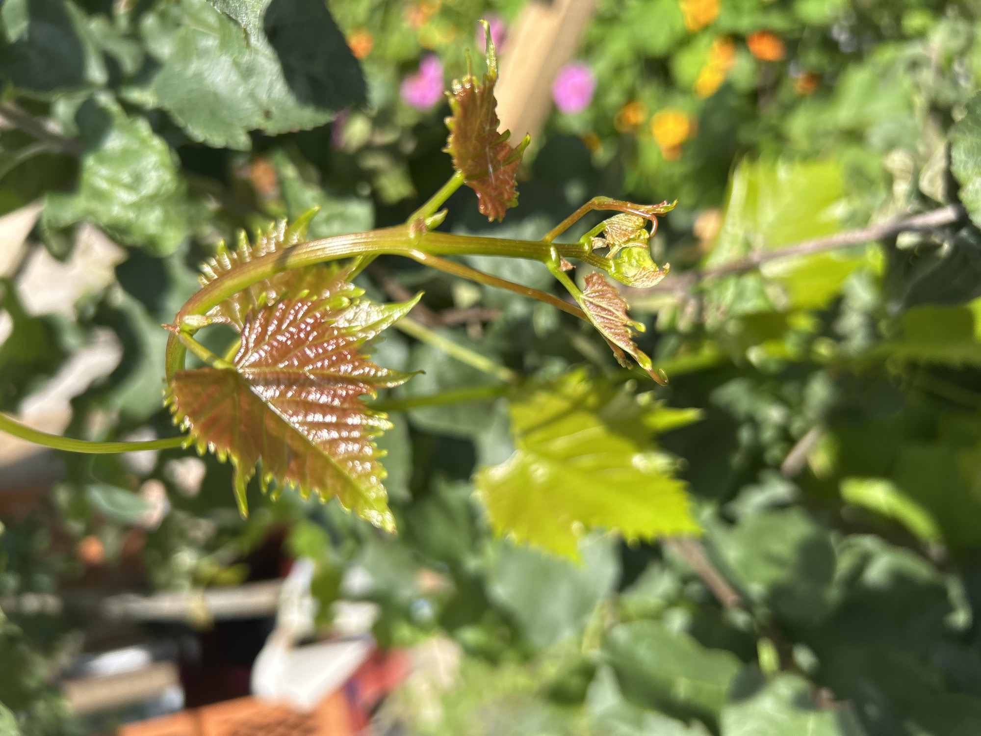 A close-up, slightly angled shot showcases a young grapevine emerging with new leaves and tendrils in a sunlit garden. The focus is on the vibrant green and reddish-brown hues of the nascent foliage and stem. In the background, out-of-focus elements of a garden are visible, including other green leaves and hints of pink and orange flowers. The scene is well-lit, suggesting an outdoor environment on a clear day. There are no people or animals present.